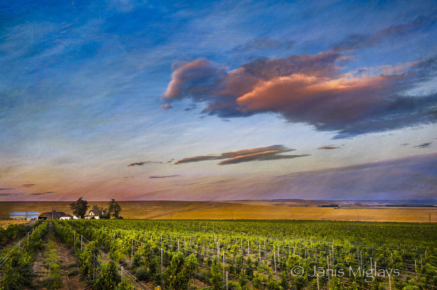 Clouds Romping over Oregon Vineyard