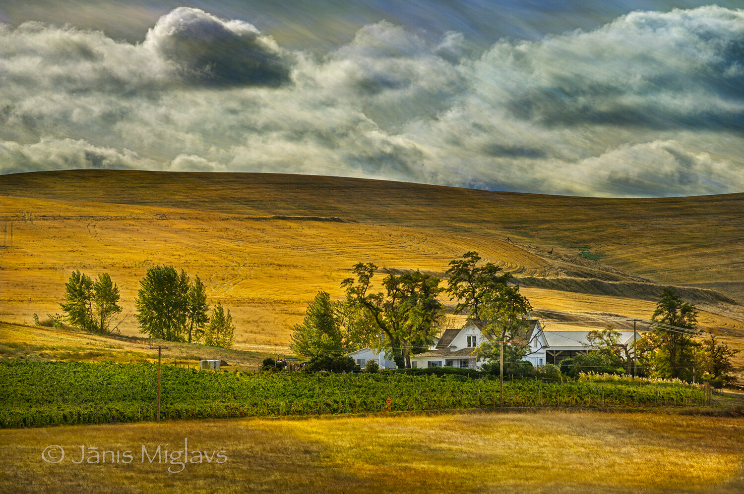 Farm House with Walla Walla Vineyard, Oregon