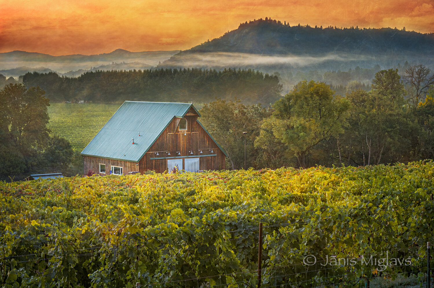 Sunrise Melrose Winery vineyard, Umpqua AVA, Oregon