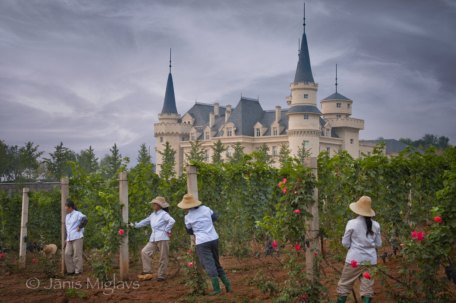 Female vineyard workers at Chateau Changyu AFIP Global near Beijing
