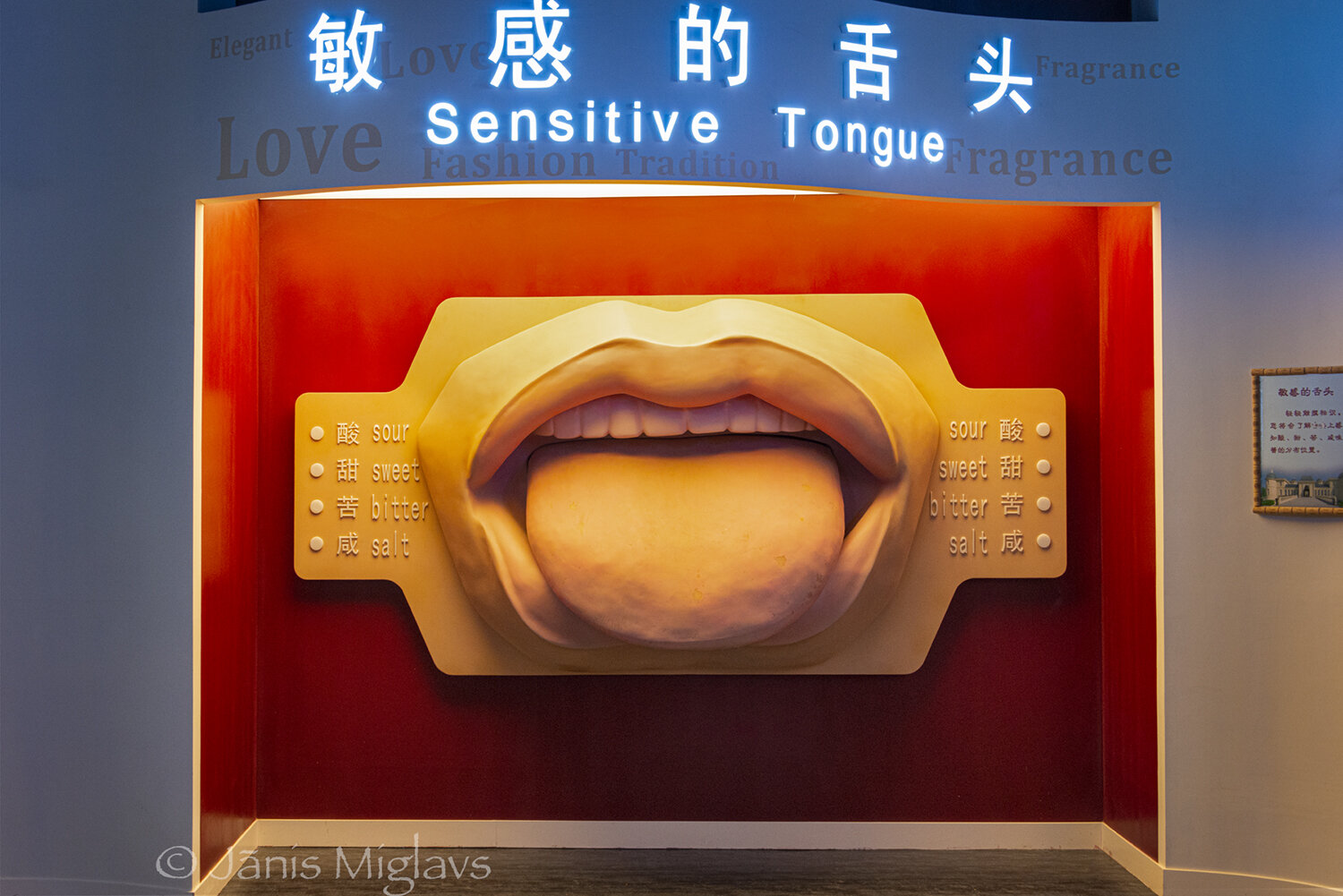 Display showing taste bud locations on tongue at Changyu Moser XV winery.