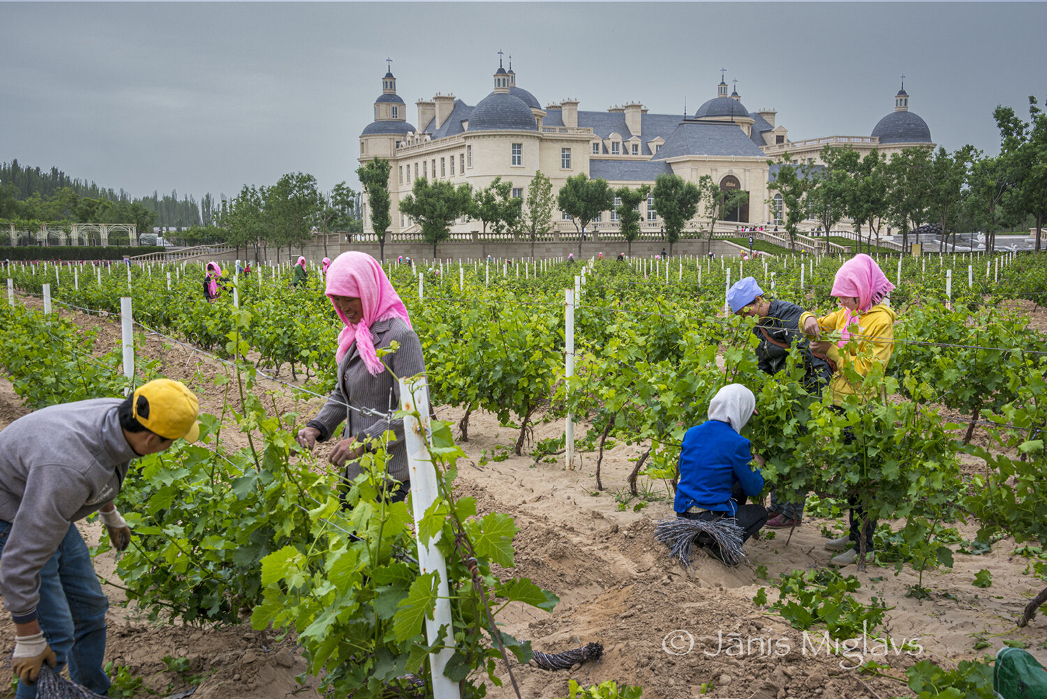 Workers tying Cabernet sauvignon vines at Changyu Moser XV, Ningxia, China.