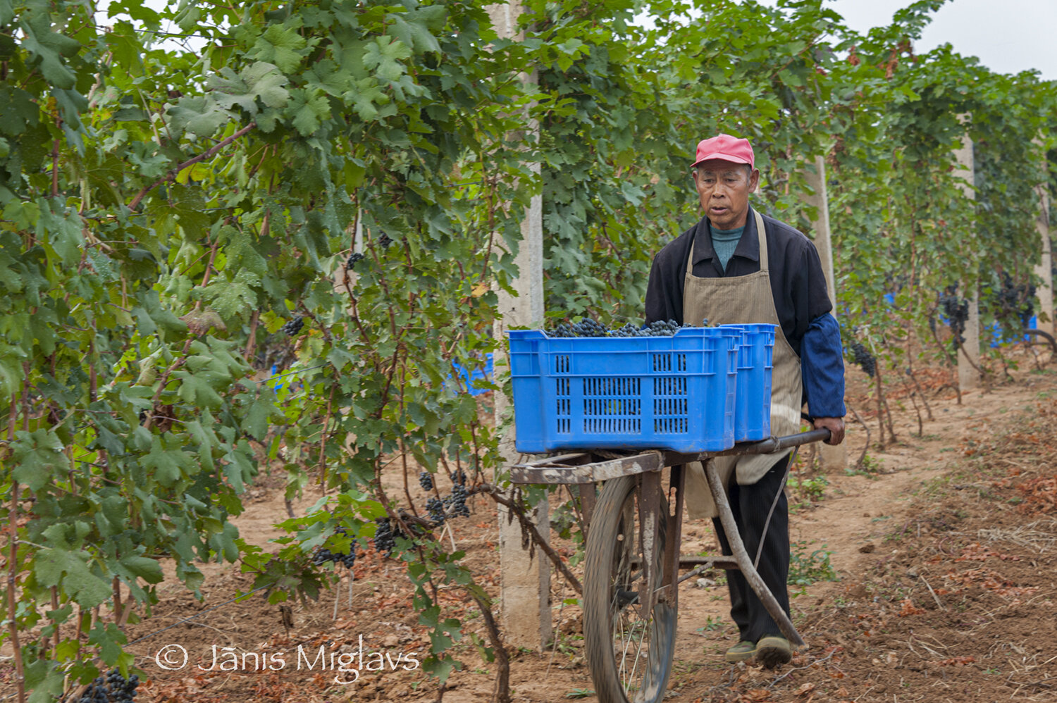 Worker wheels hand cart with harvested Cabernet sauvignon at Changyu AFIP.