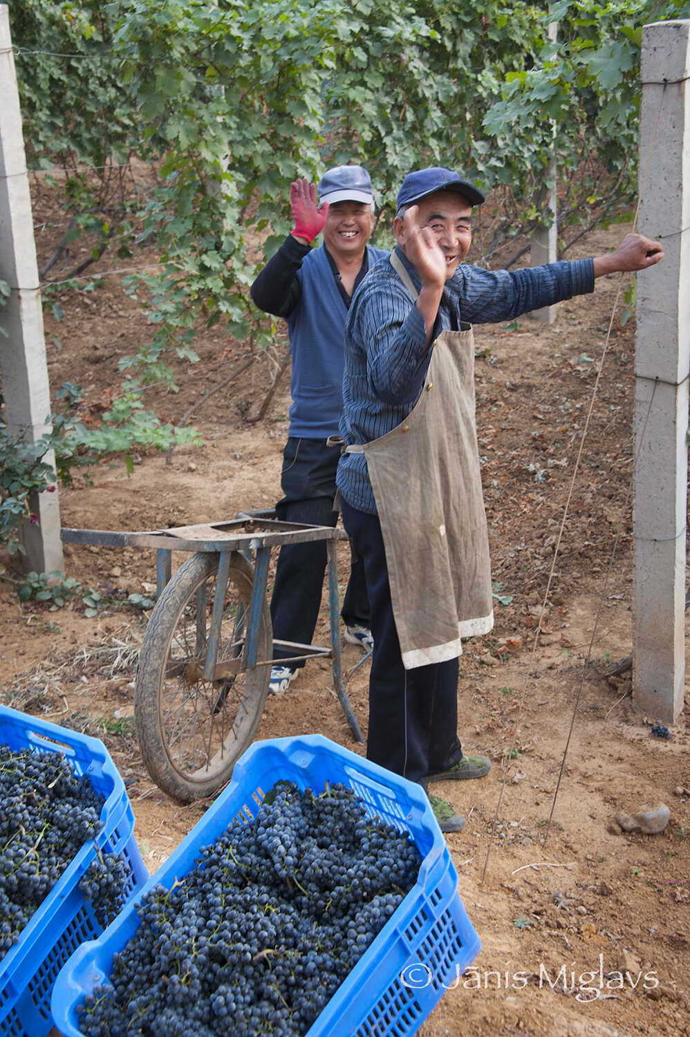 Two happy vineyard workers wave good bye at Changyu AFIP Global winery.