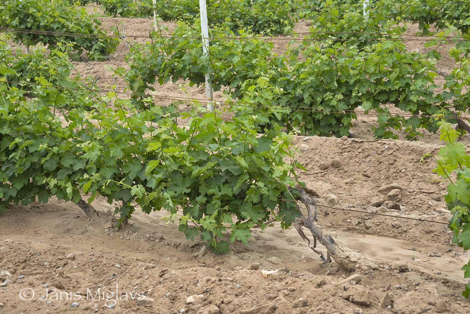 These Cabernet sauvignon vines growing in riverbed soil are buried each winter to prevent them from freezing.