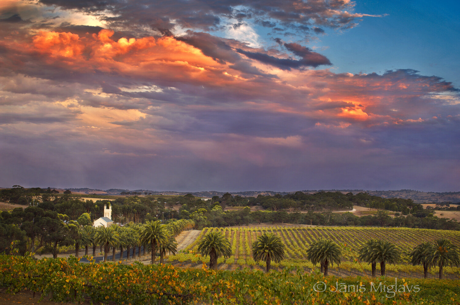 Vineyard landscape with white church, Barossa Valley, South Australia.
