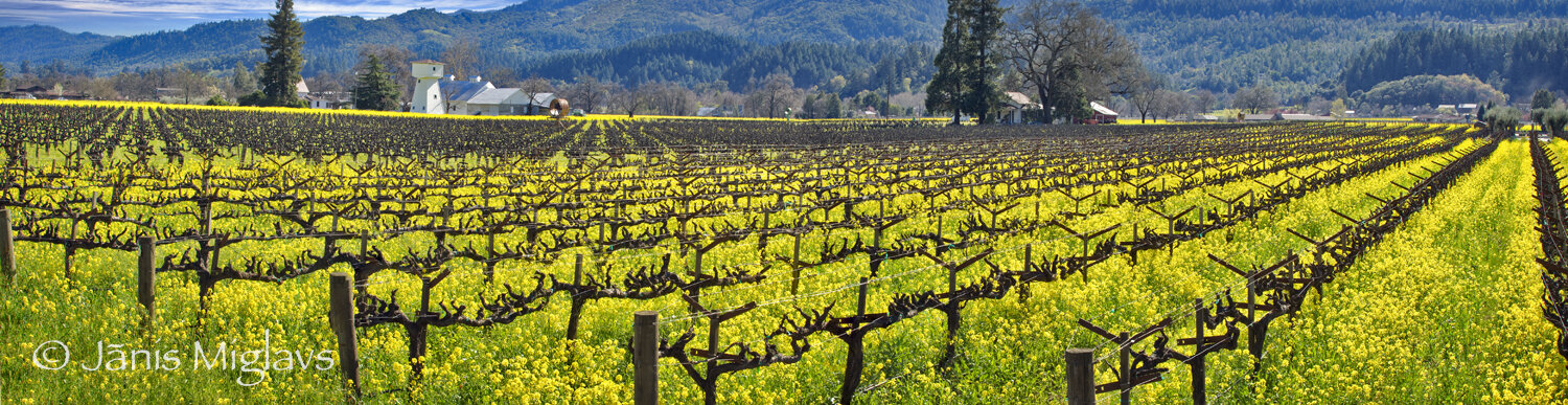Cabernet Sauvignon vineyard filled with yellow mustards near St. Helena, Napa Valley, California.