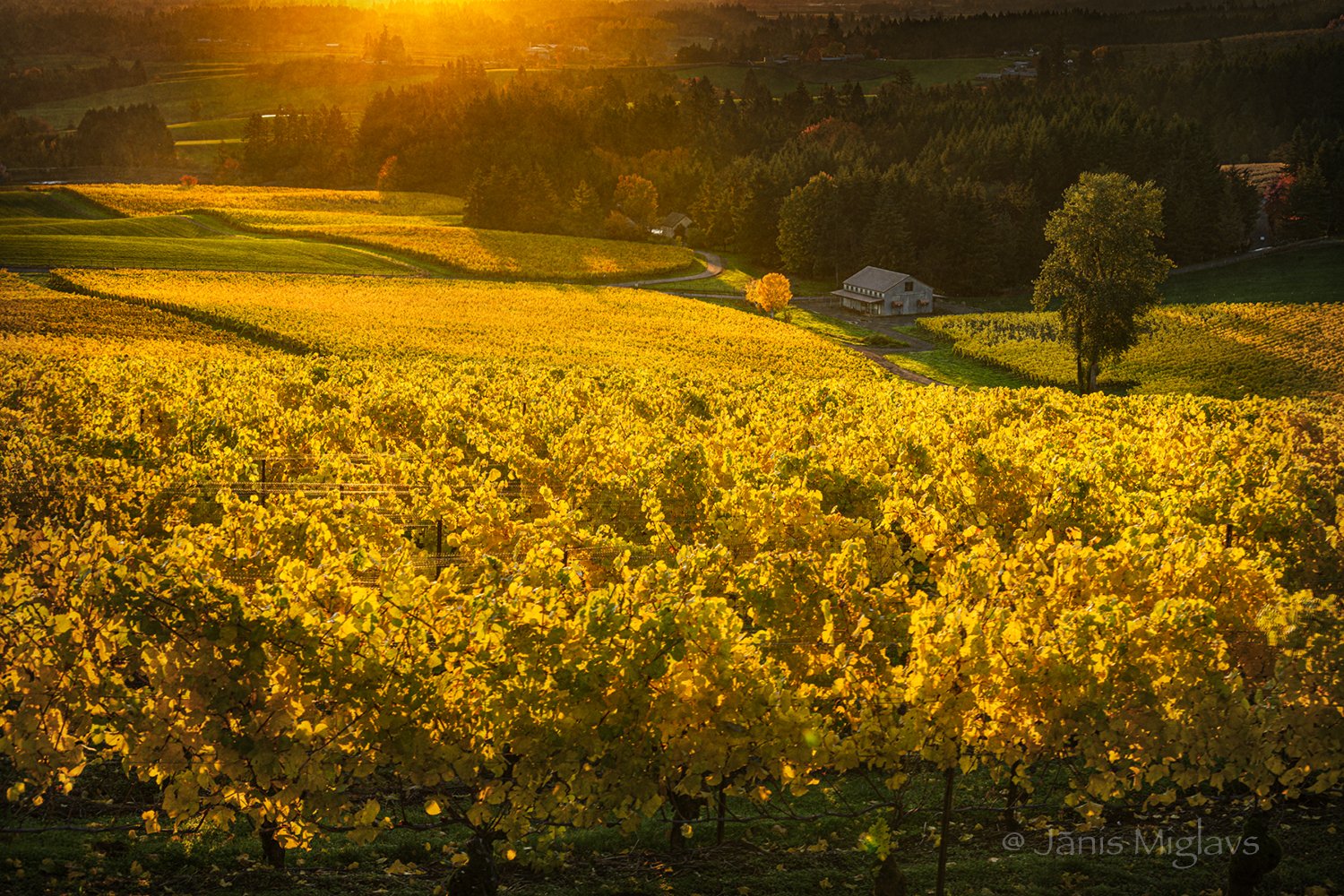 OR-WILM-WINE-ELK-z2D16-18-19TXT2web©.jpg