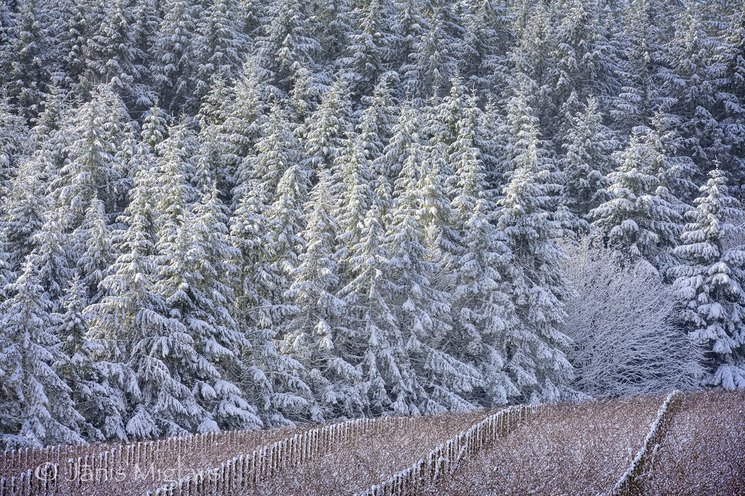 OR-WILM-WINE-KNUD-WINT-zC62web©.jpg