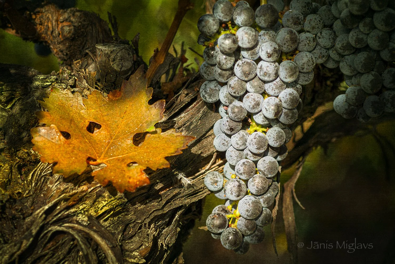 OR-SW-WINE-VVW-sB37Bweb©.jpg