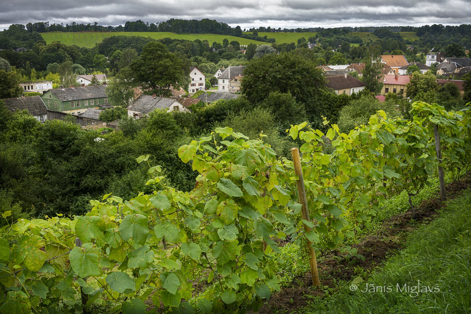Wine Hill vineyard above Sabile village