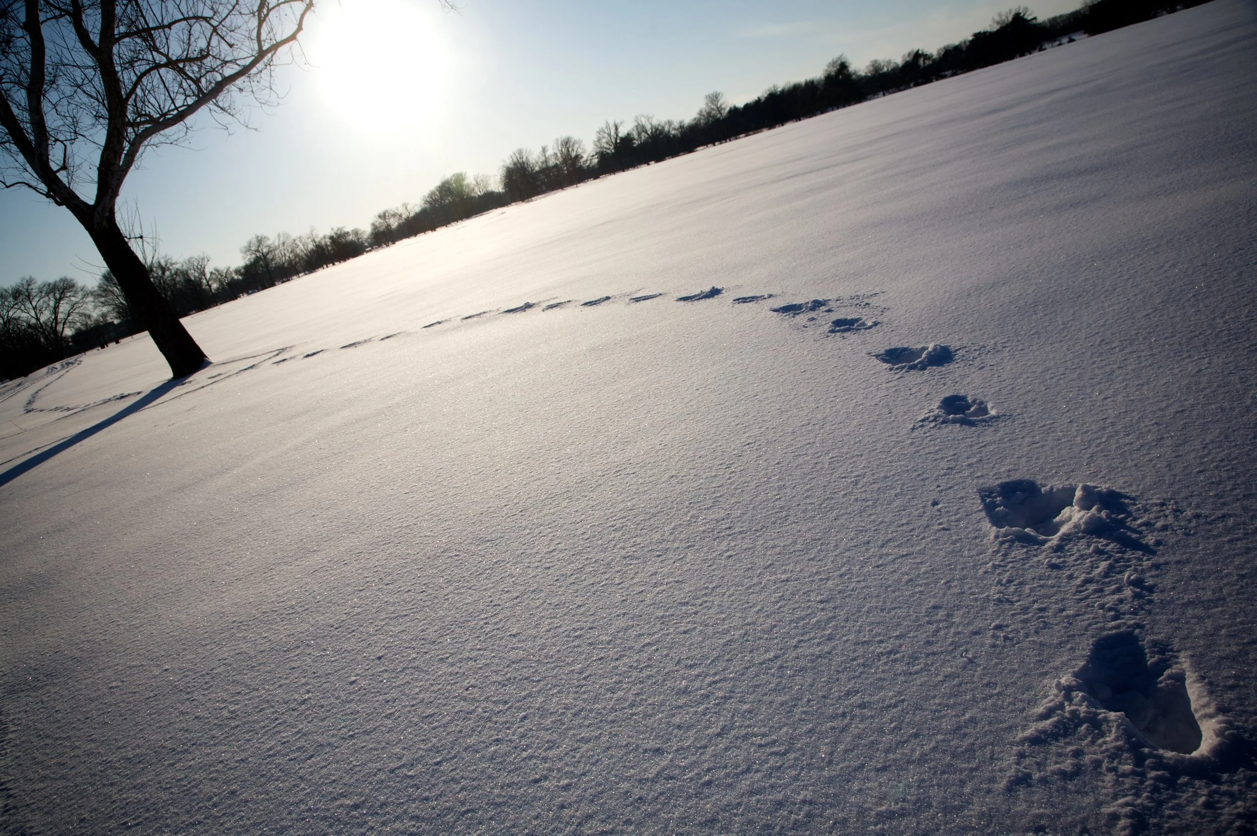 Snow on the Central Fields in St. Louis’ Forest Park