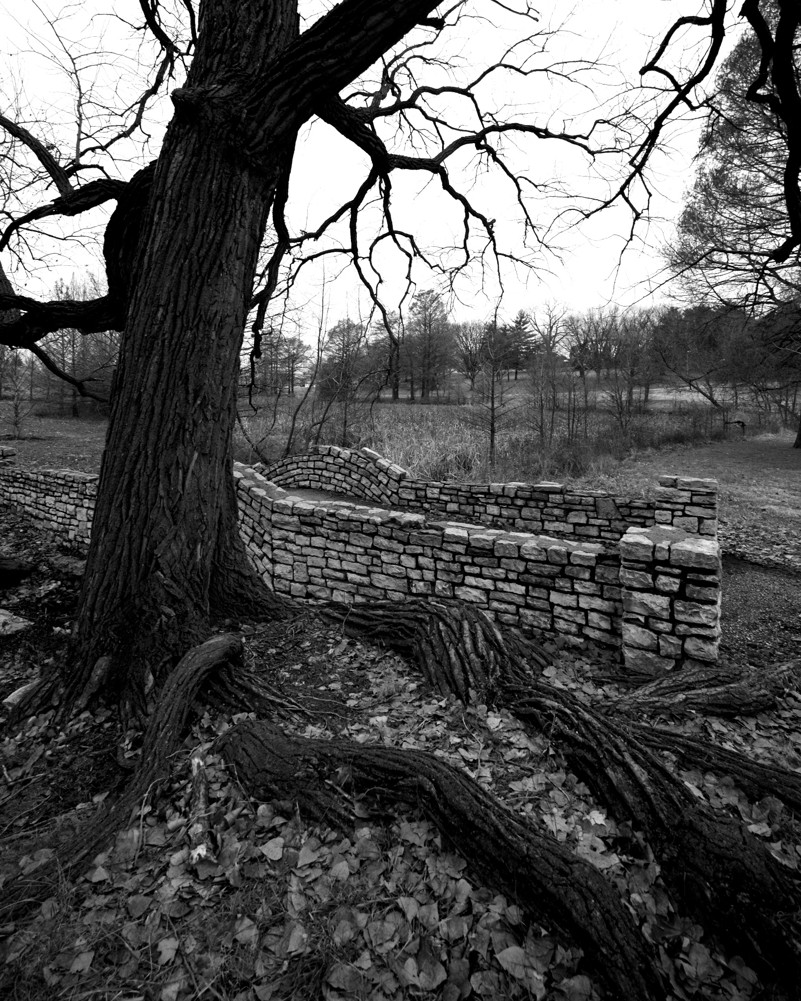 Trollsbridge and the Witchy Tree on the shore of Acursed Lake.