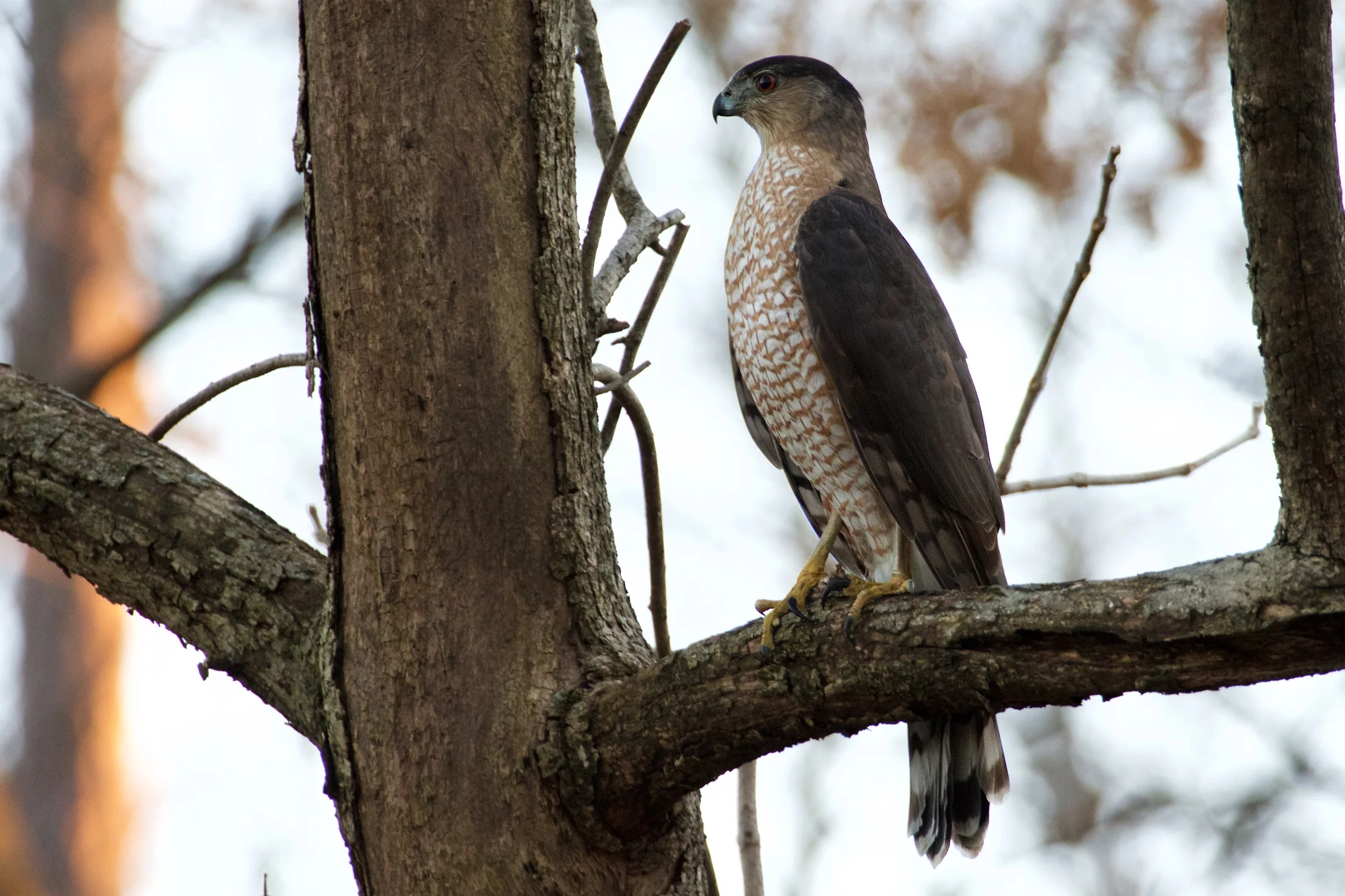 A Coopers Hawk, moments before he took off to catch a bat.