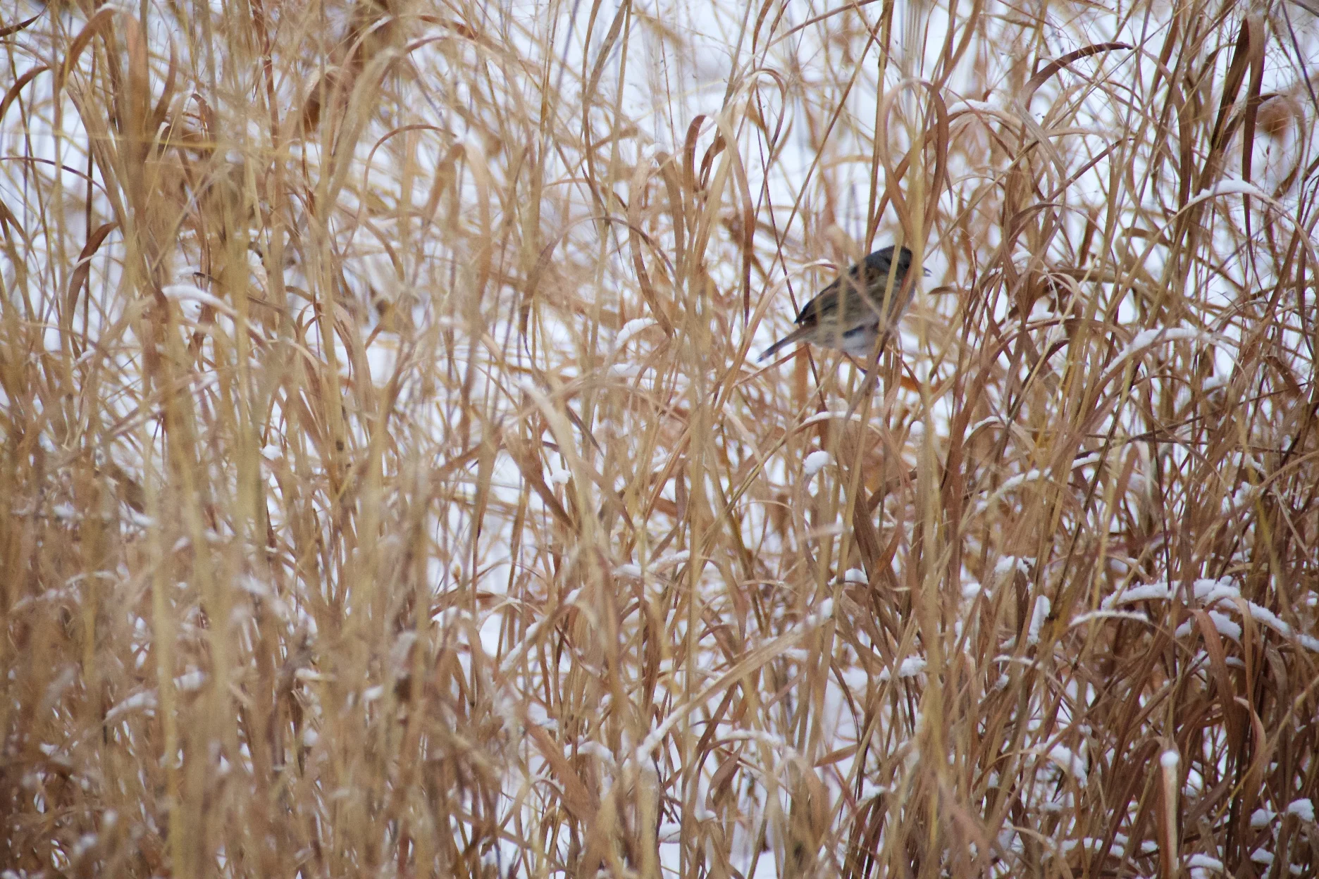 A sparrow by the water’s edge