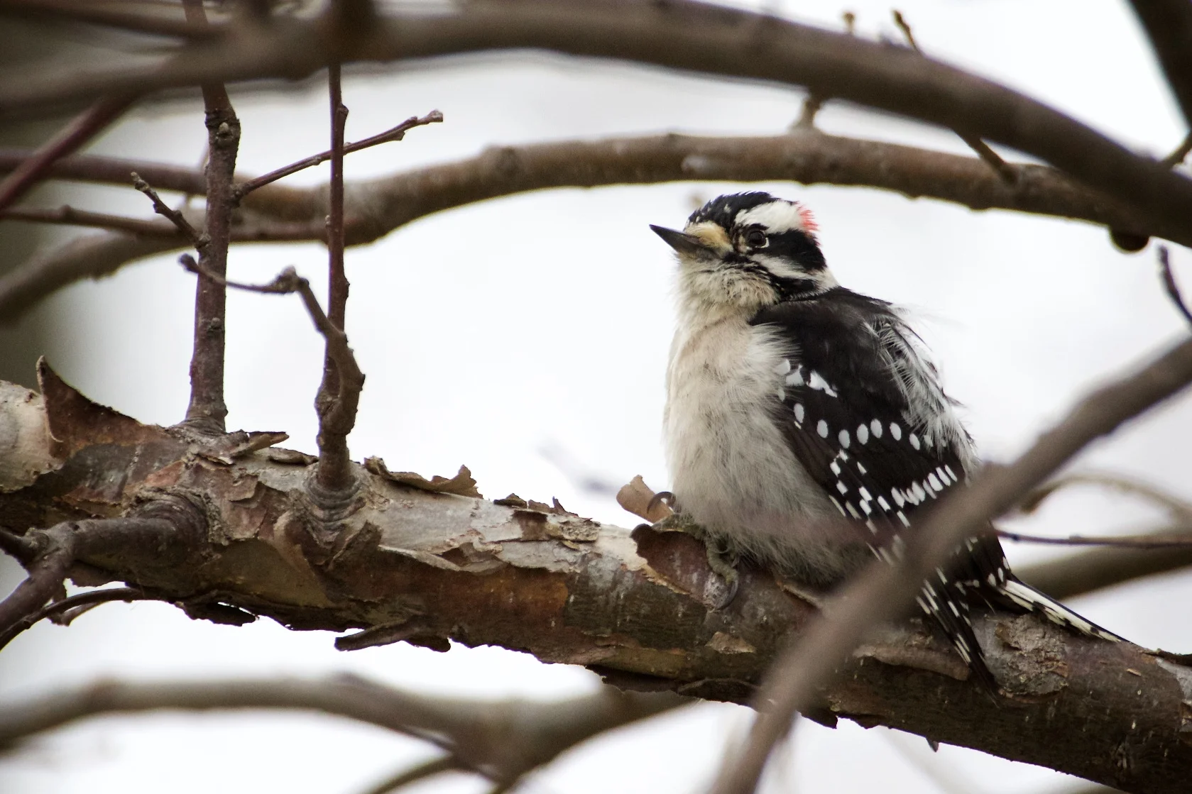 Cheep is what this bird said to me, but the lens I used to get this photo was certainly NOT cheap!
