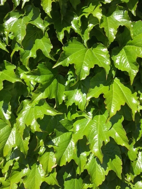 Oh the zingy green of spring