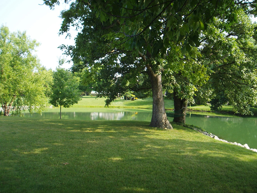 backyard.jpg
