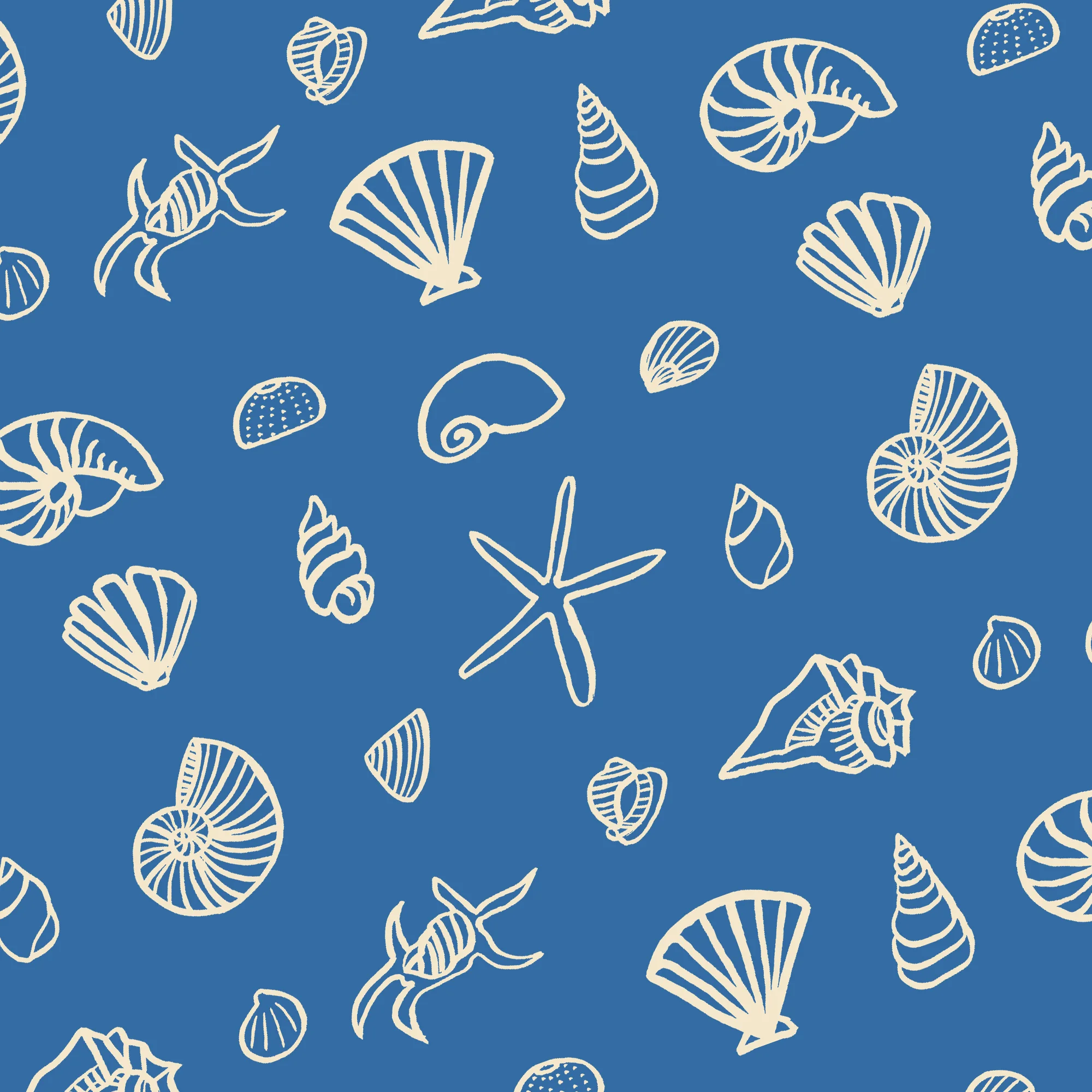 Shell studies.jpg