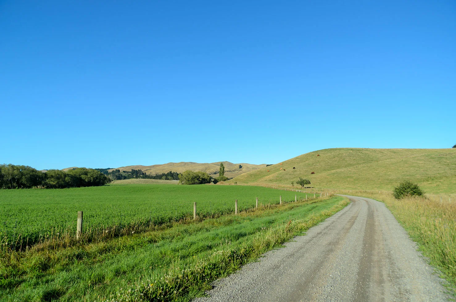 DSC_1529.jpg