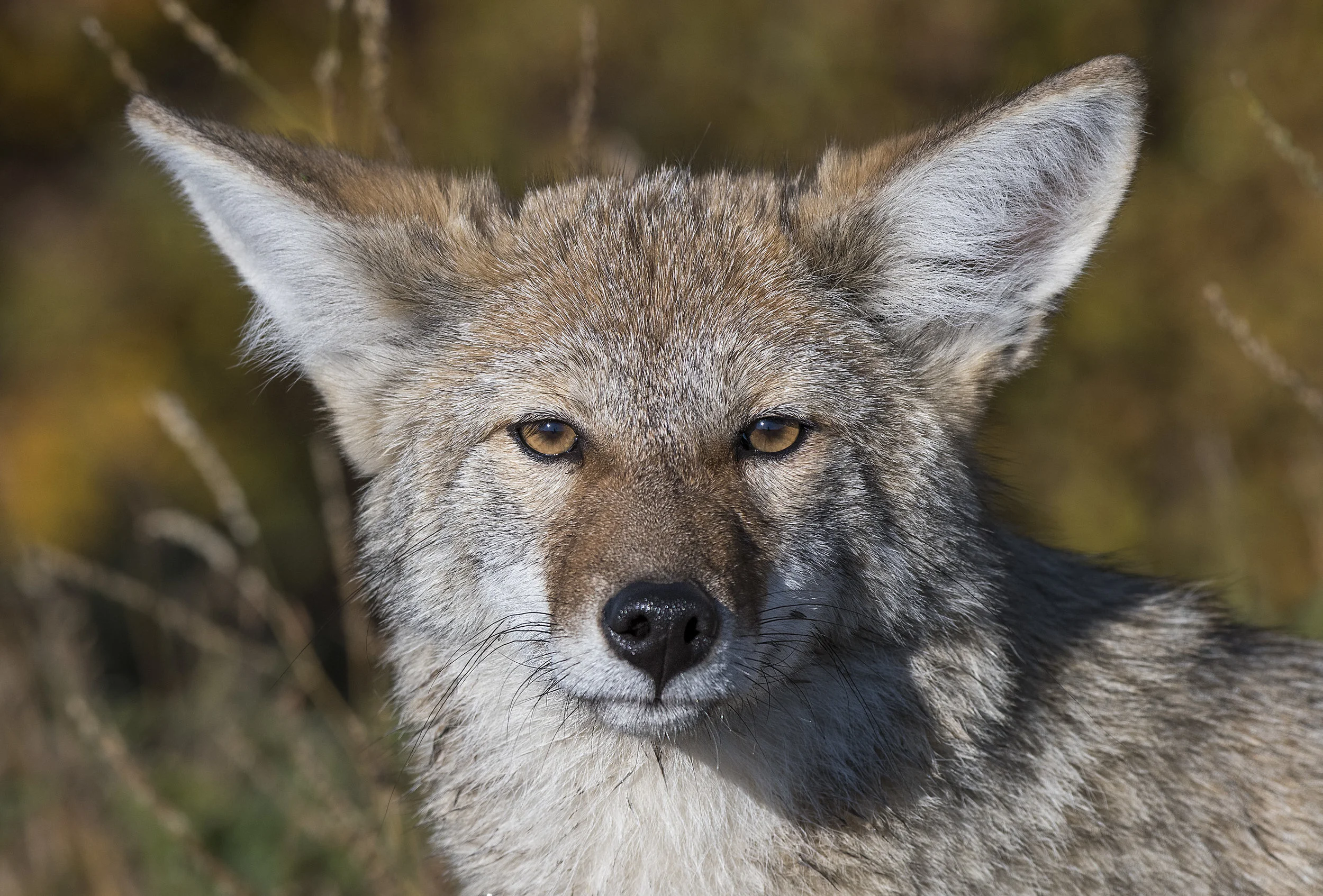 you looking at me?.jpg