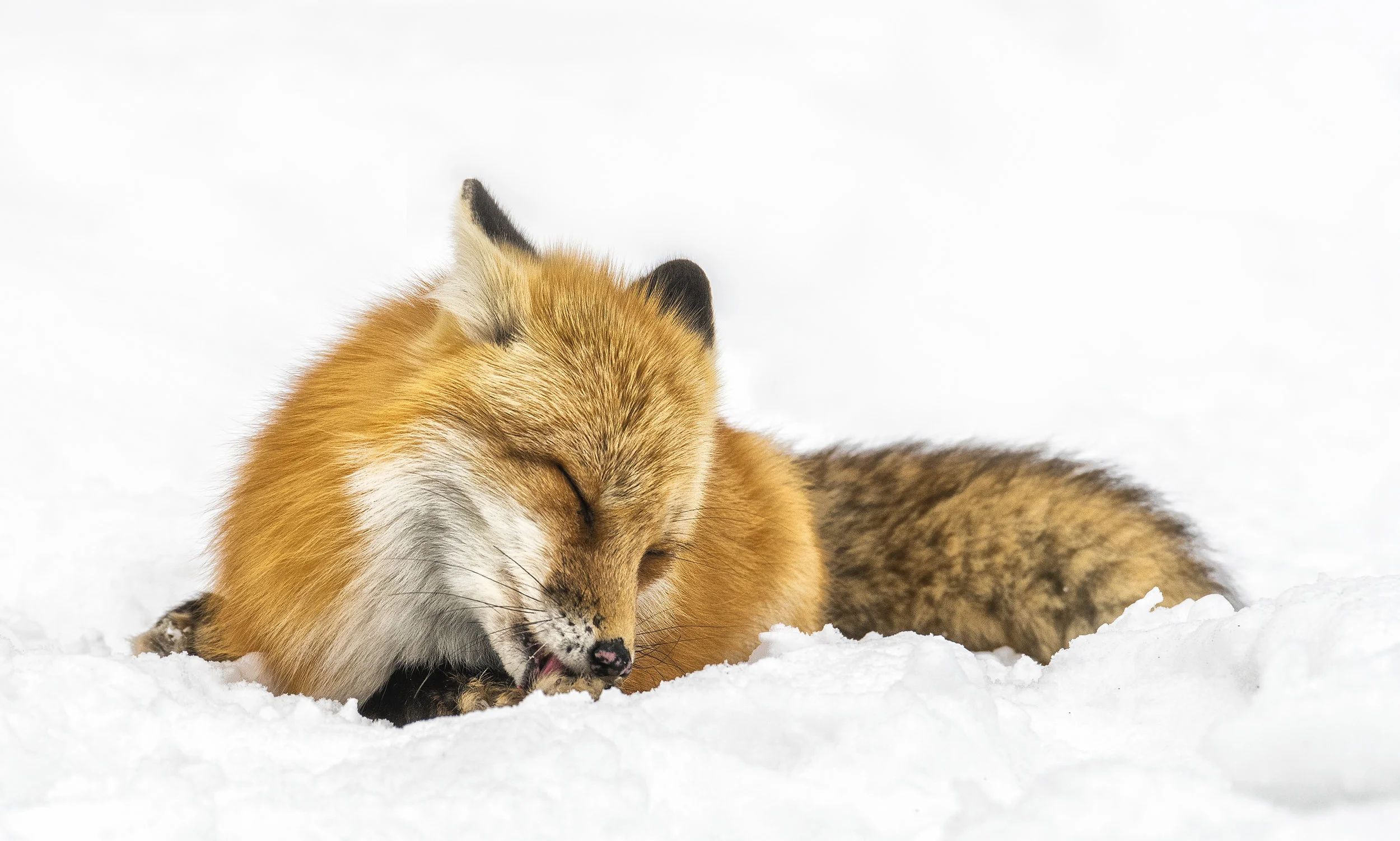 paw licking .jpg