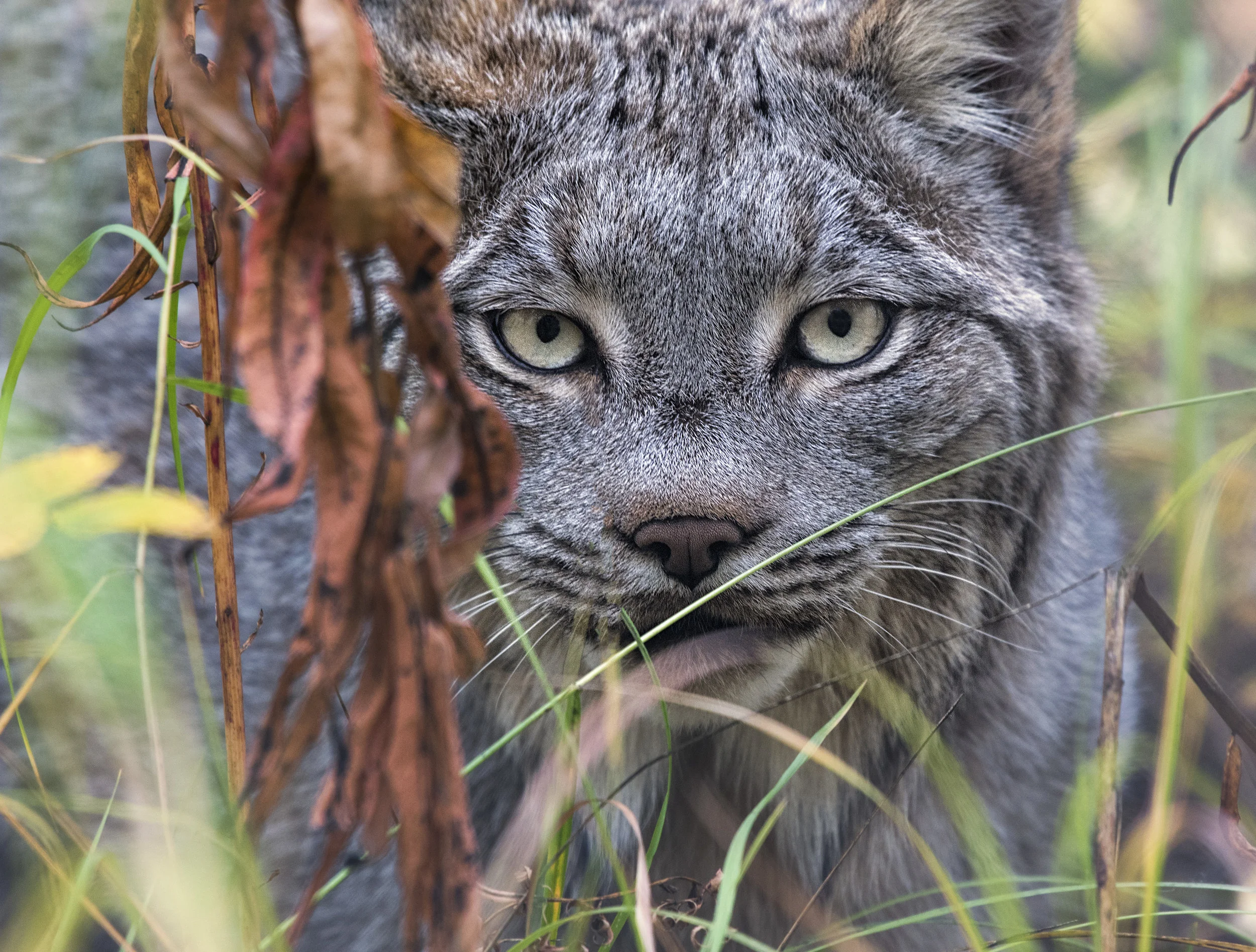 lynx.jpg