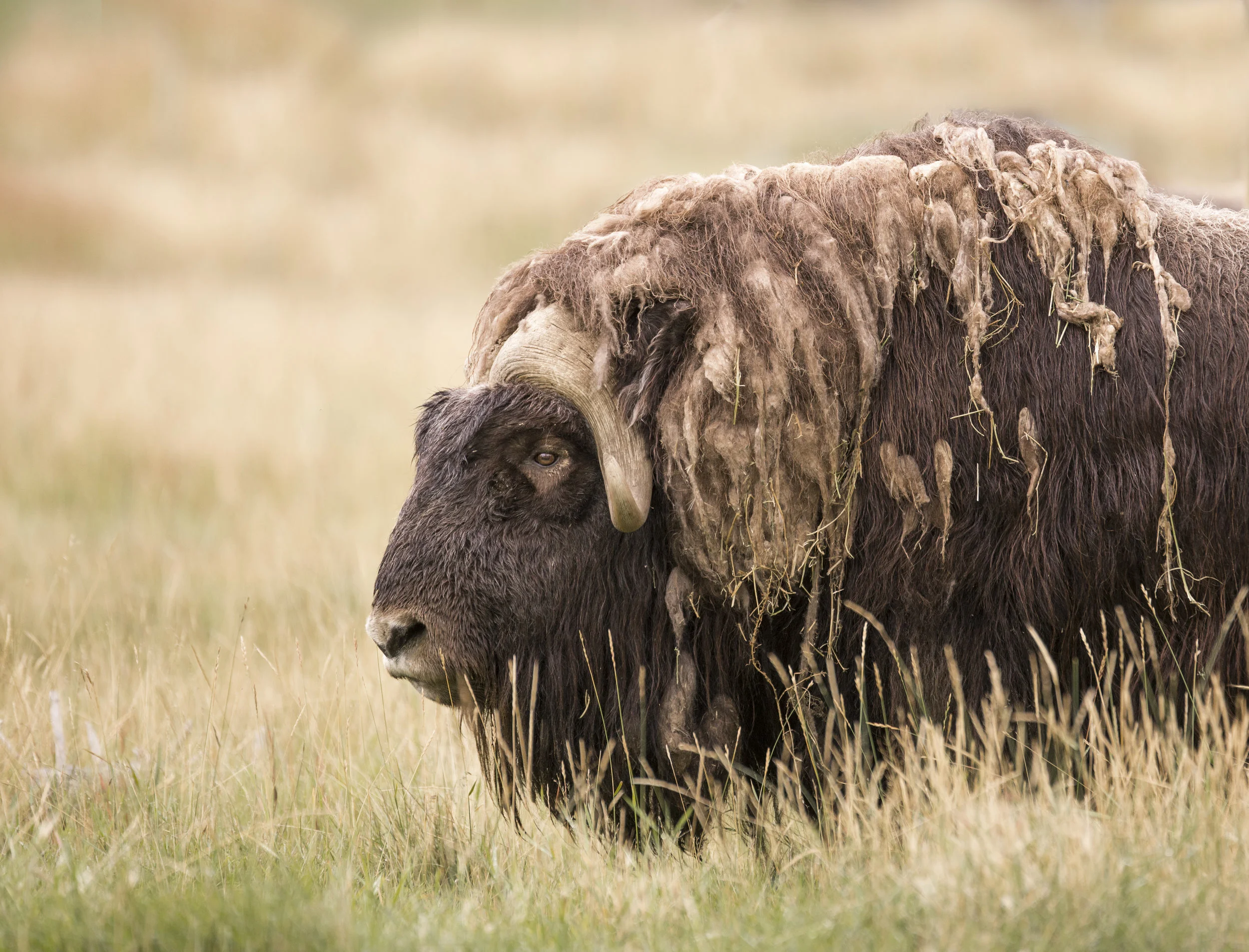finished male muskox.jpg