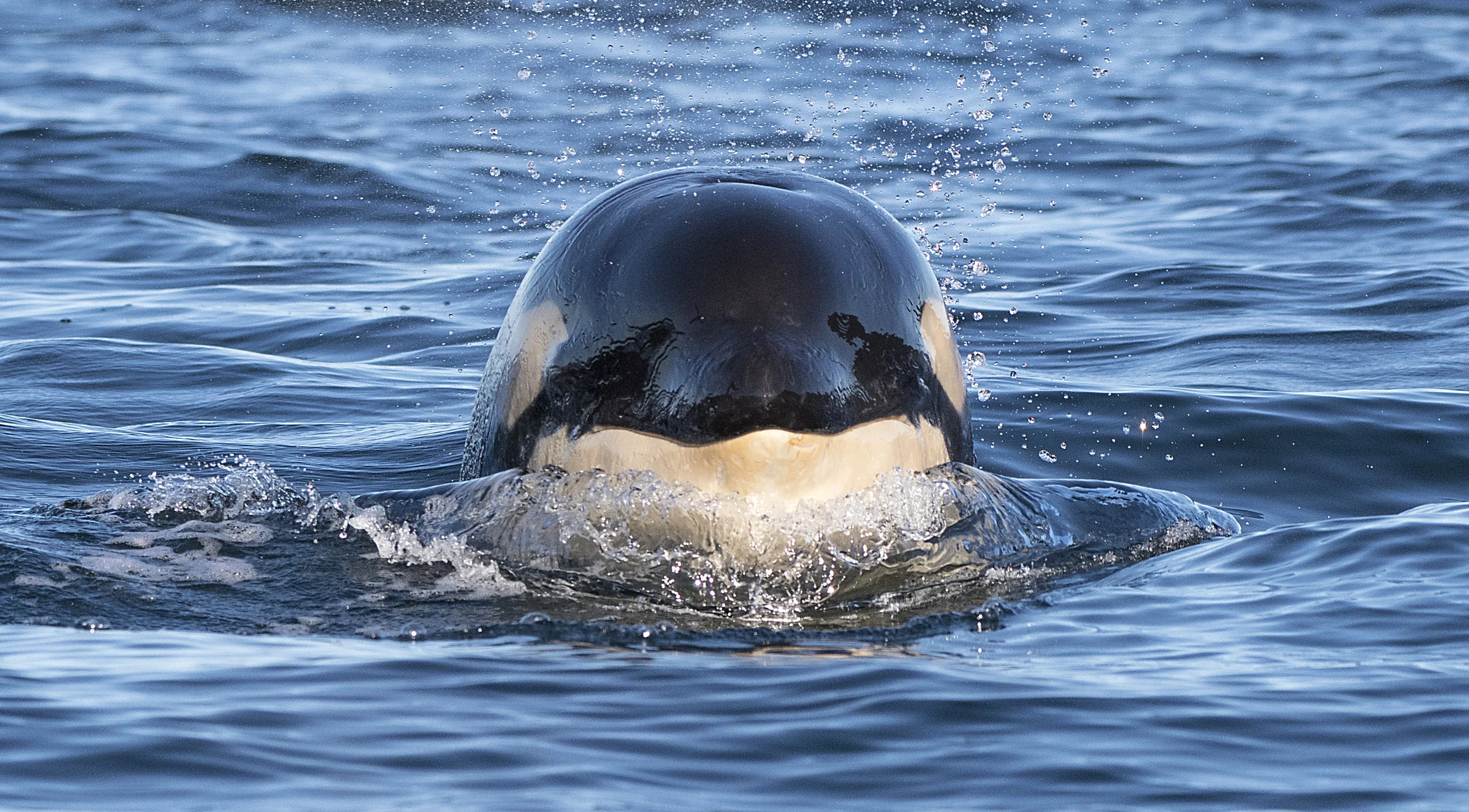 baby orca.jpg