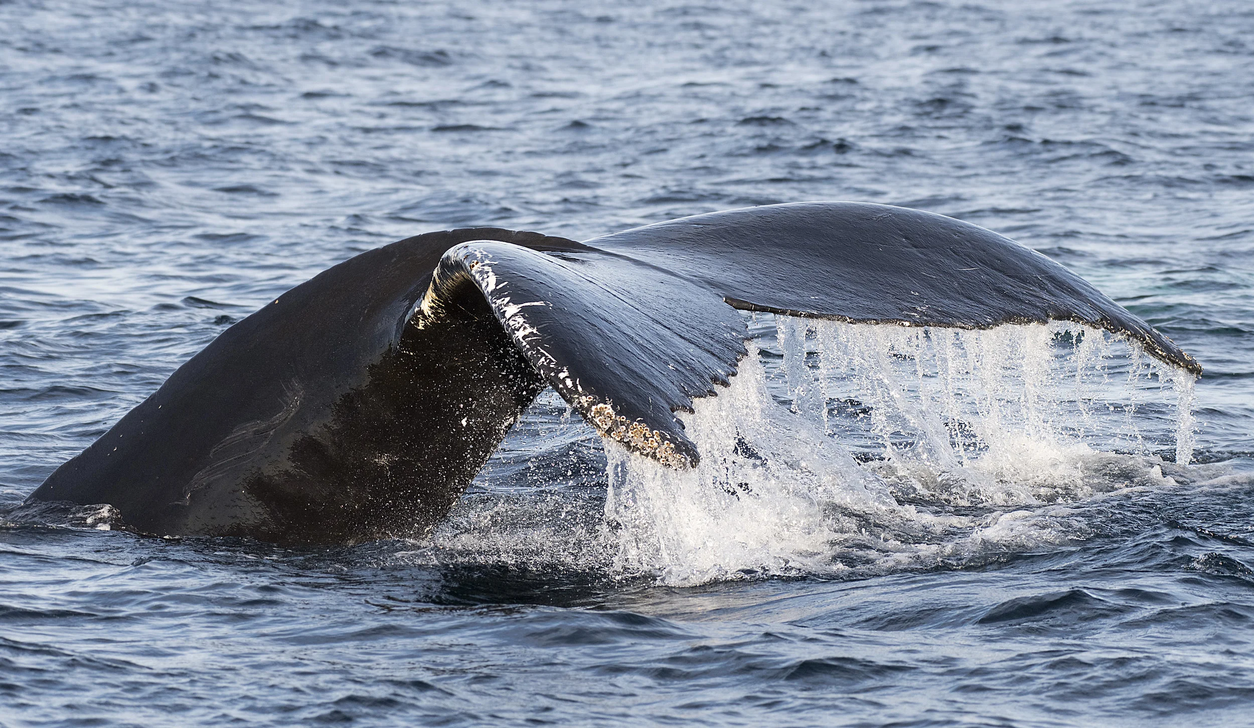 closewhaletail.jpg