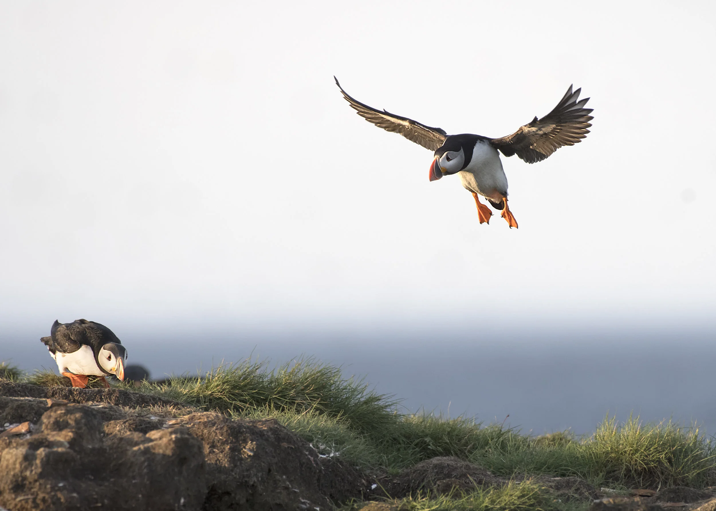 incoming puffin.jpg