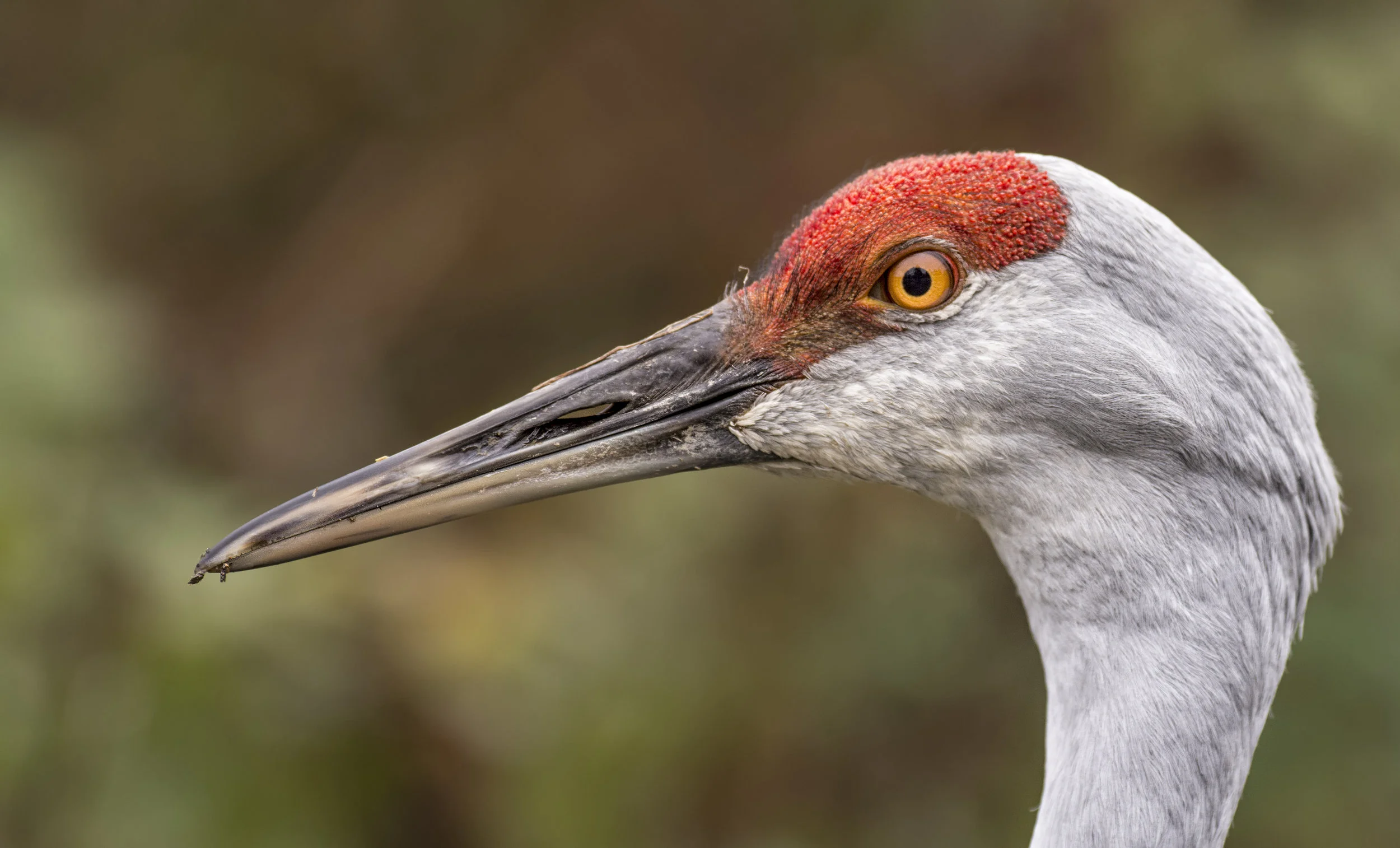 sandhill cranes.jpg