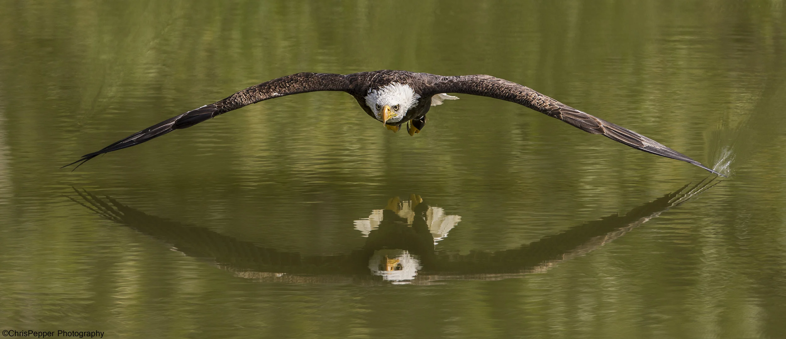 Left wing in the water.jpg