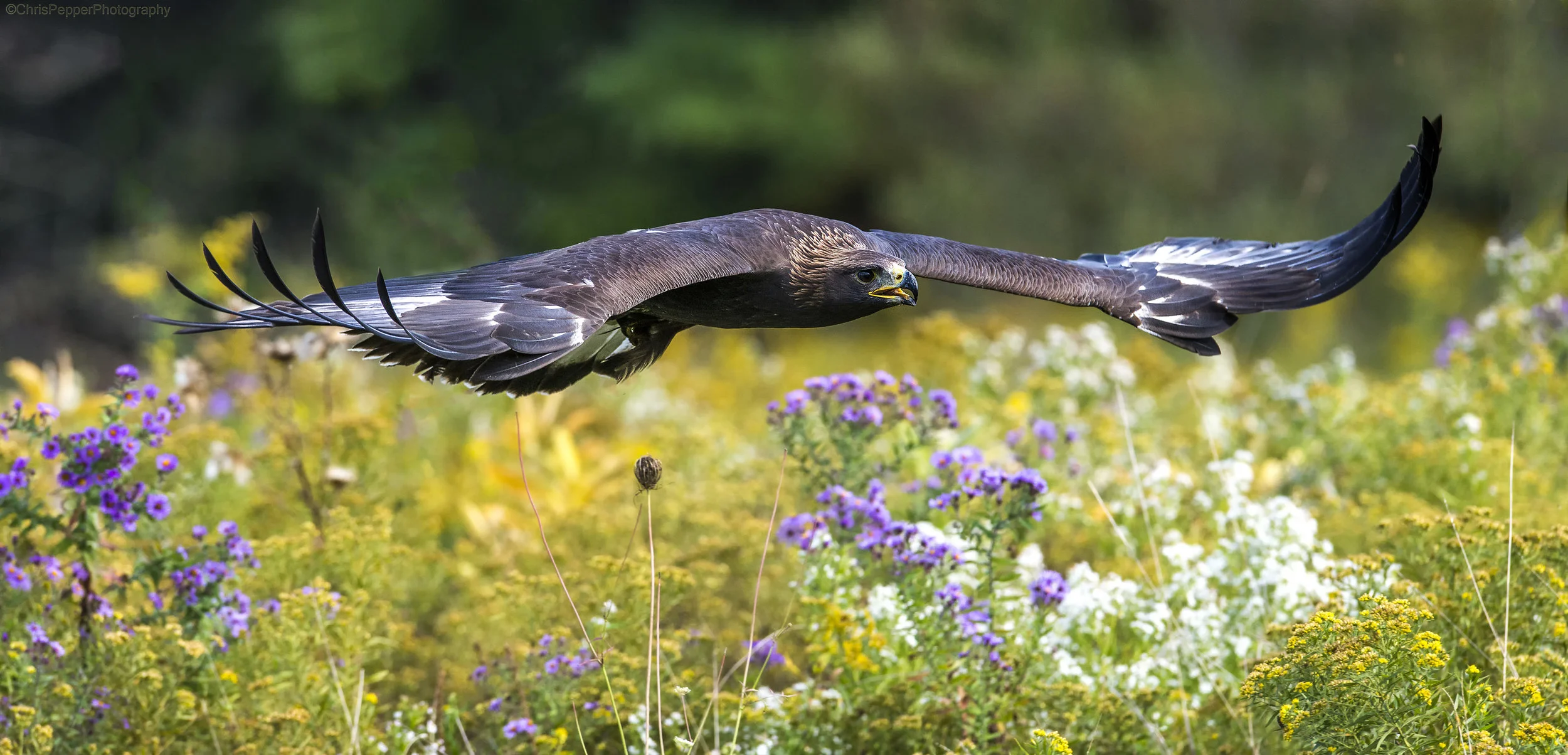 Golden Eagle.jpg