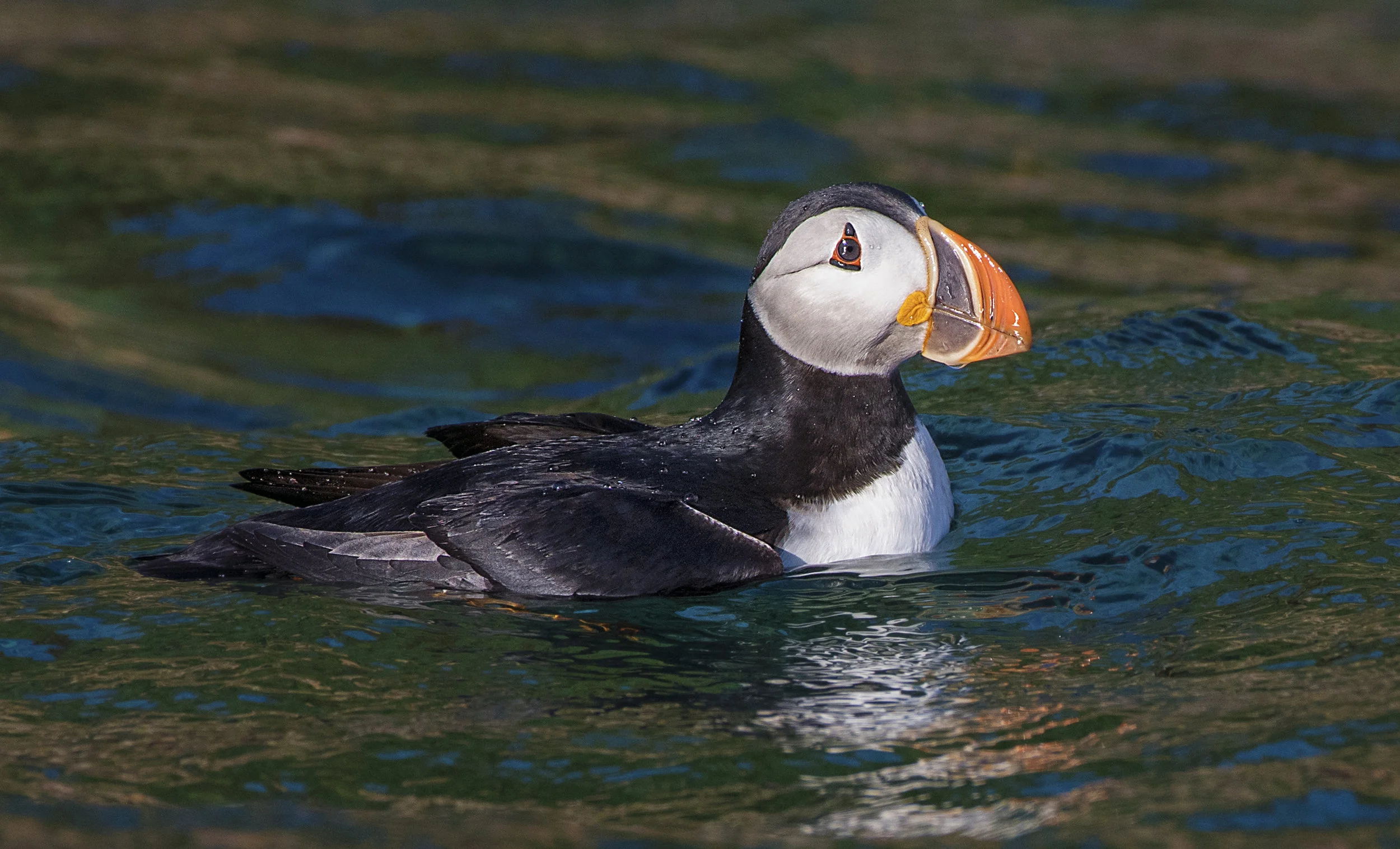 puffin in the water re edit.jpg
