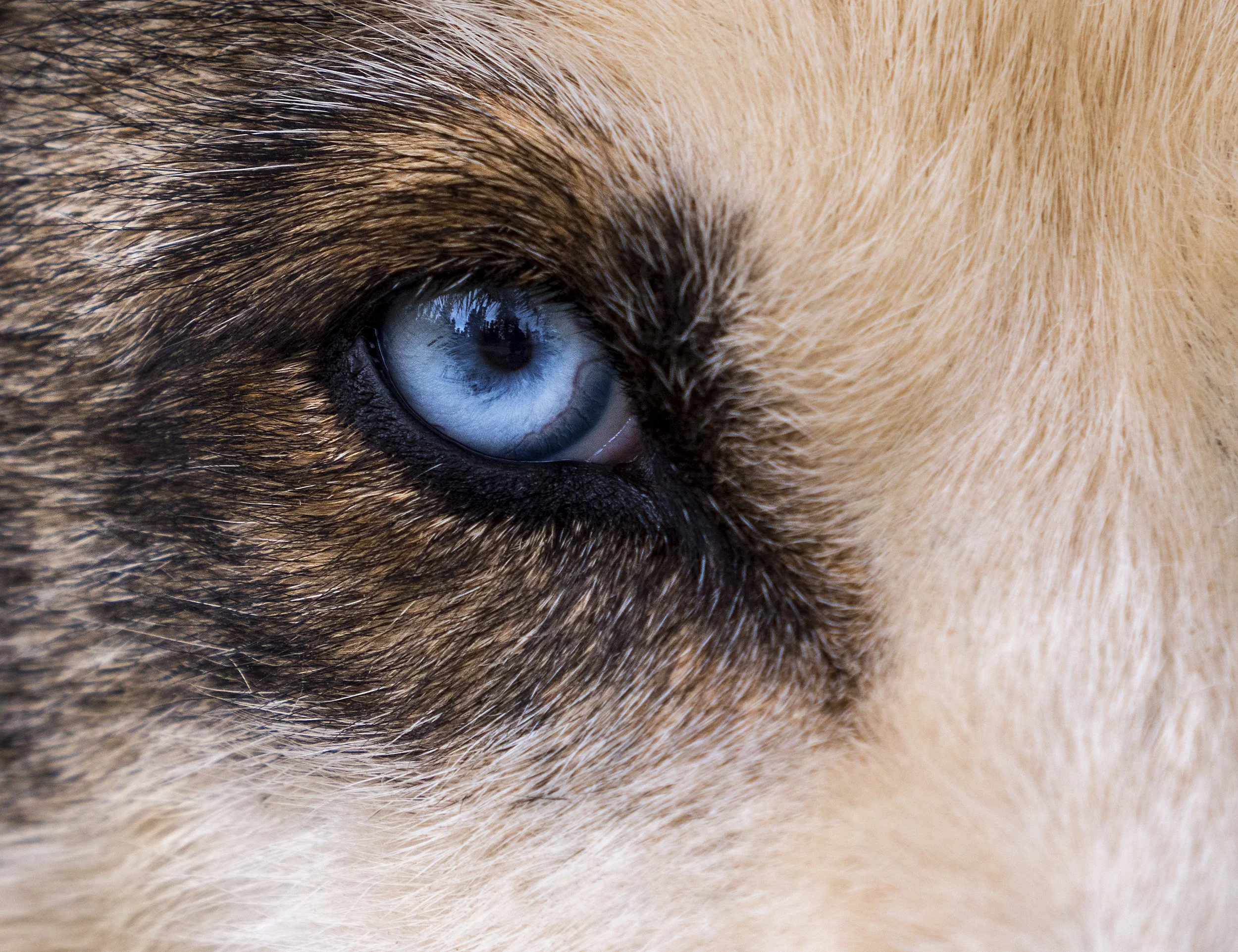 the eye.jpg