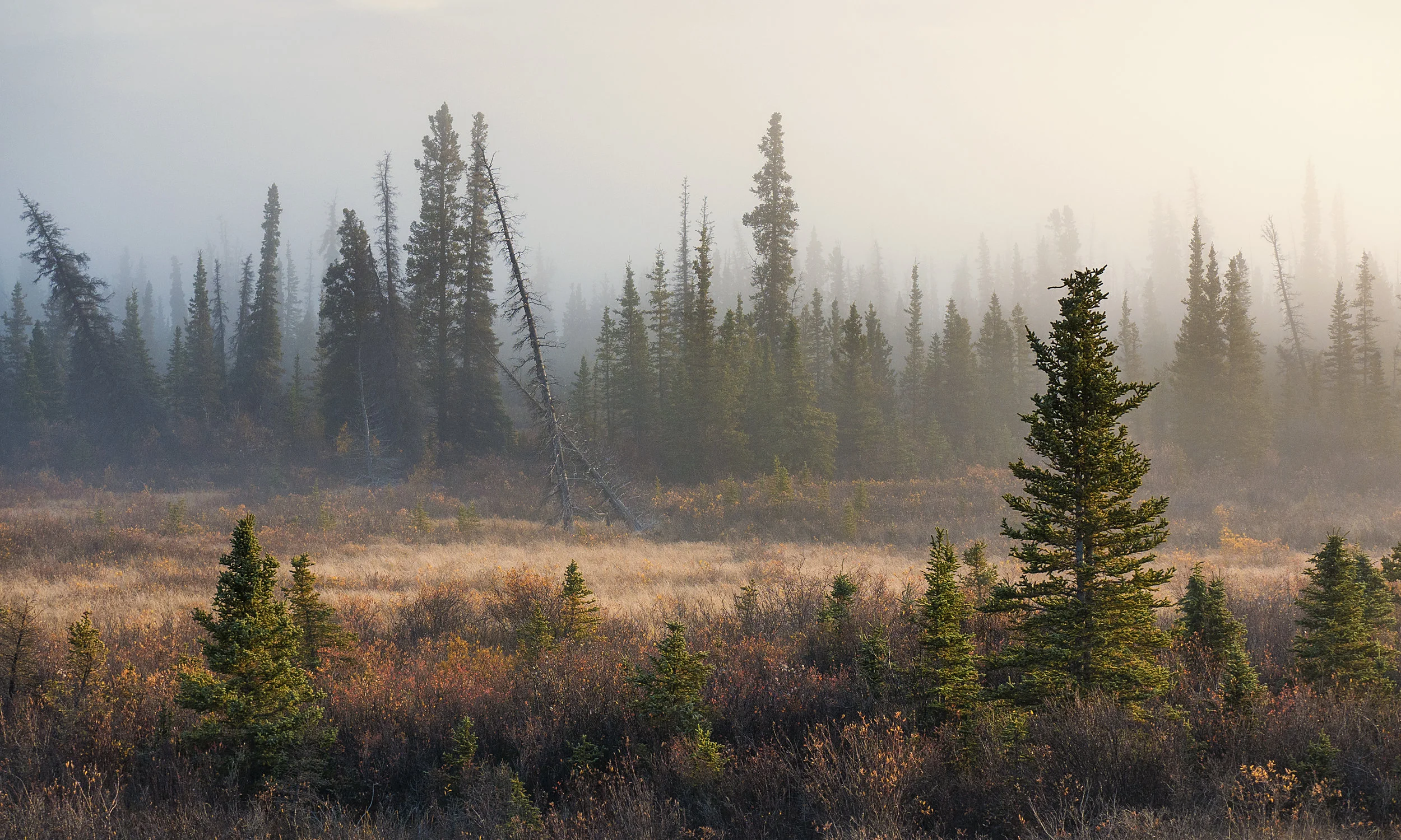 foggy morning light Haines Junction.jpg