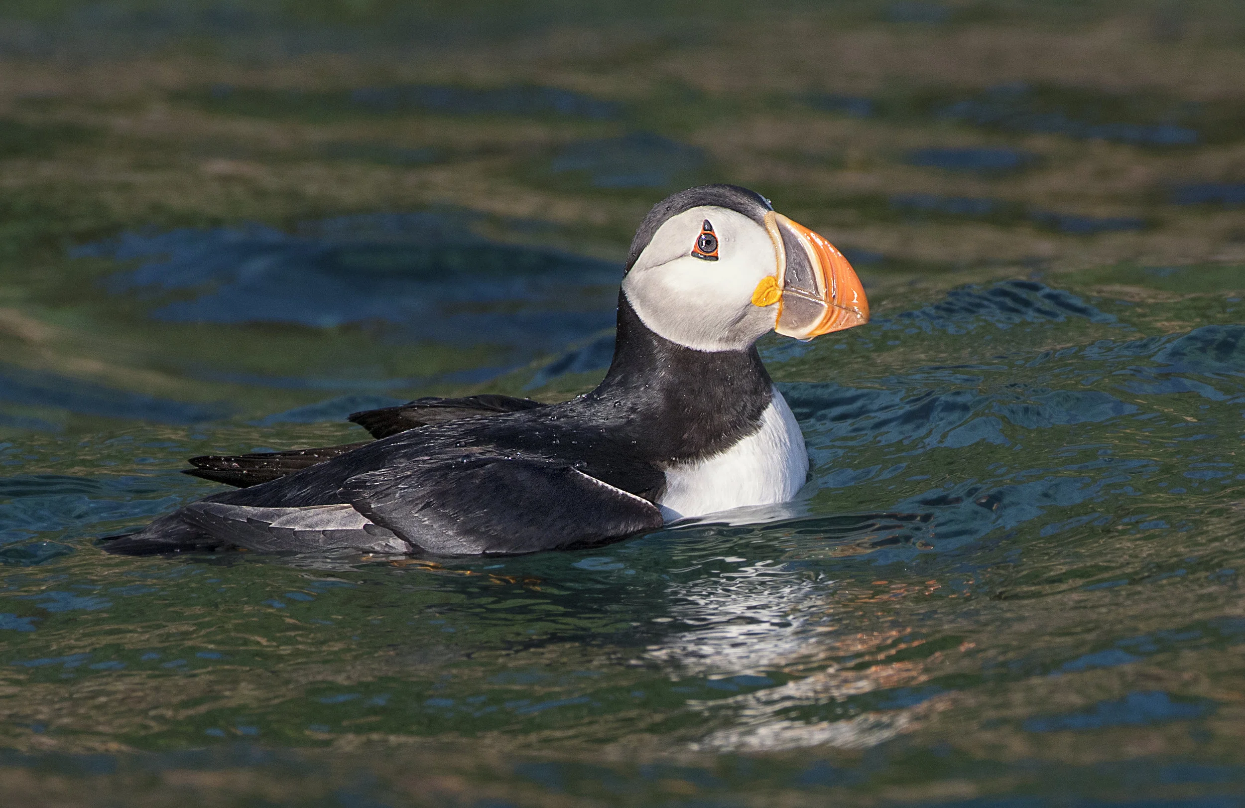 puffin floating in the water.jpg