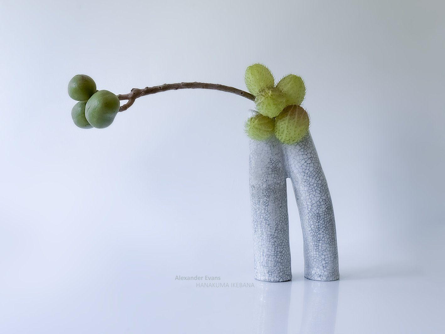 Candlenut and balloon flower.jpg