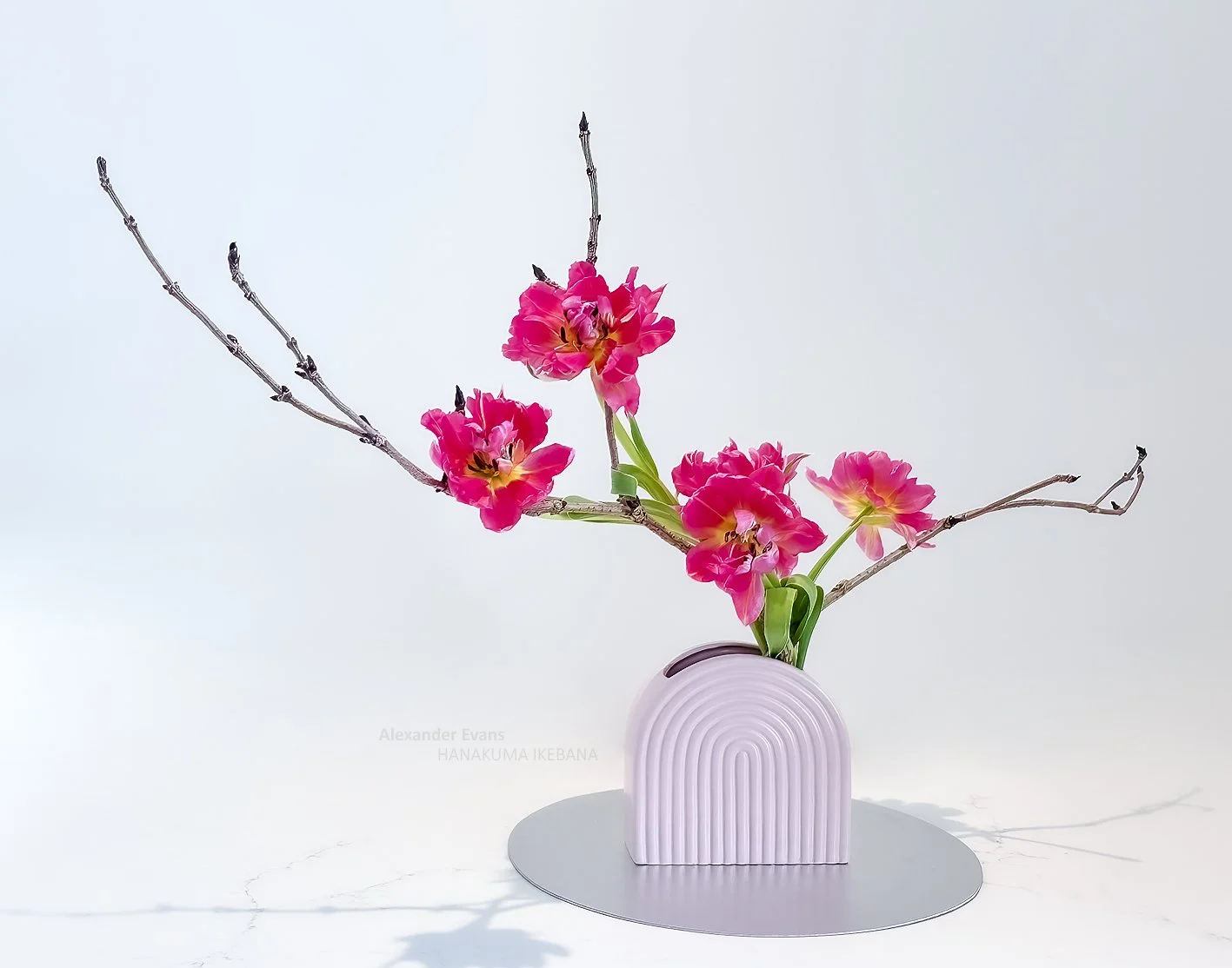 Tulips with elderflower branch.jpg
