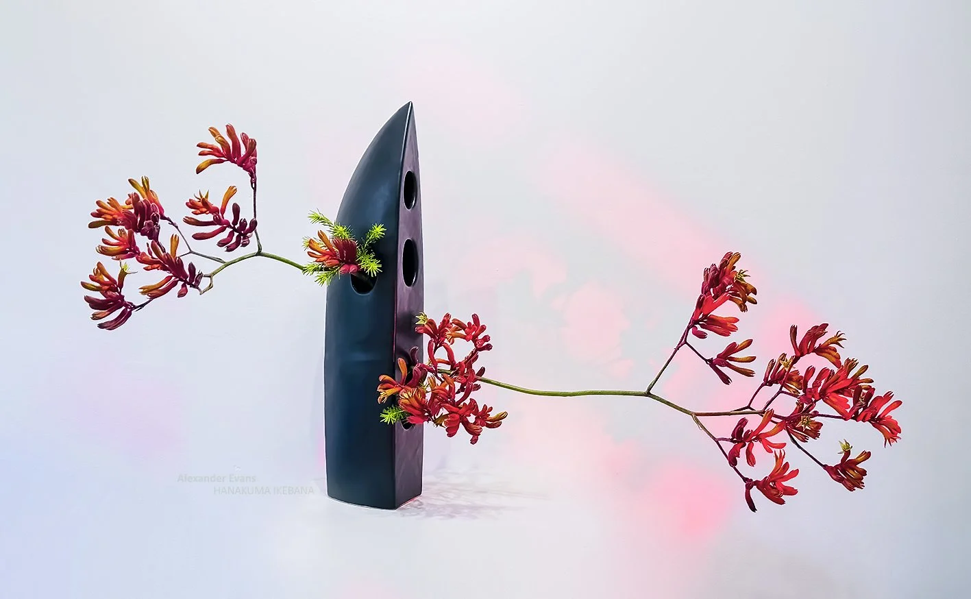 horizontal kangaroo paw.jpg