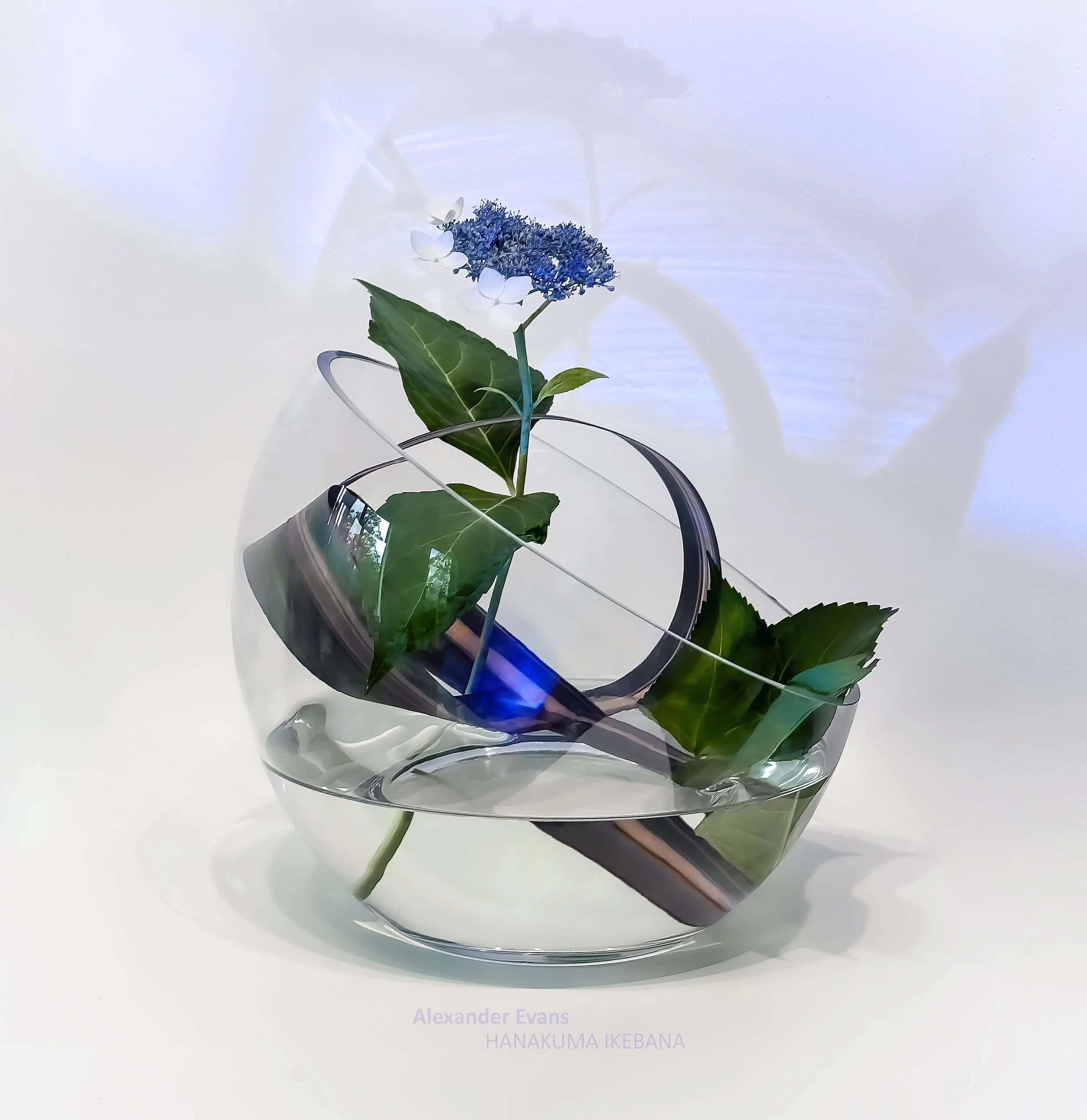 Hydrangea and flax - cool ice.jpg