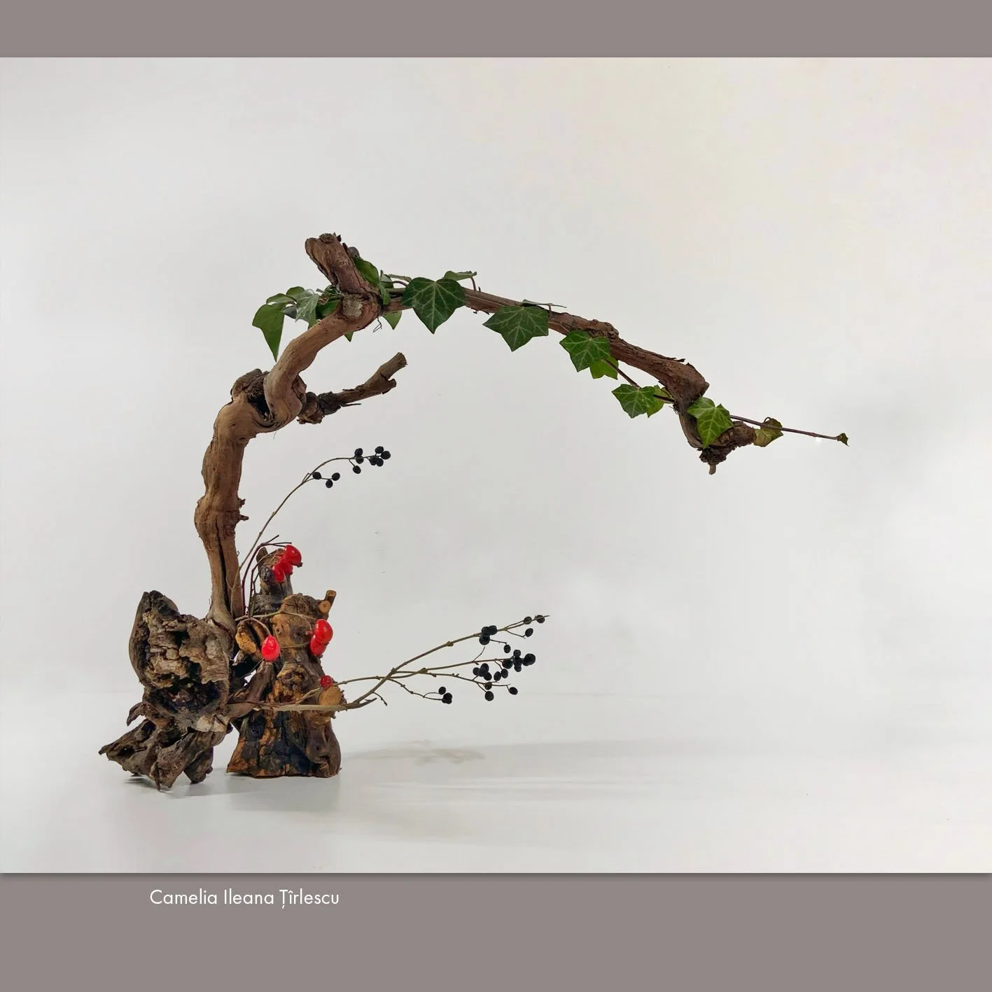 Camelia Ileana Țîrlescu 2.jpg