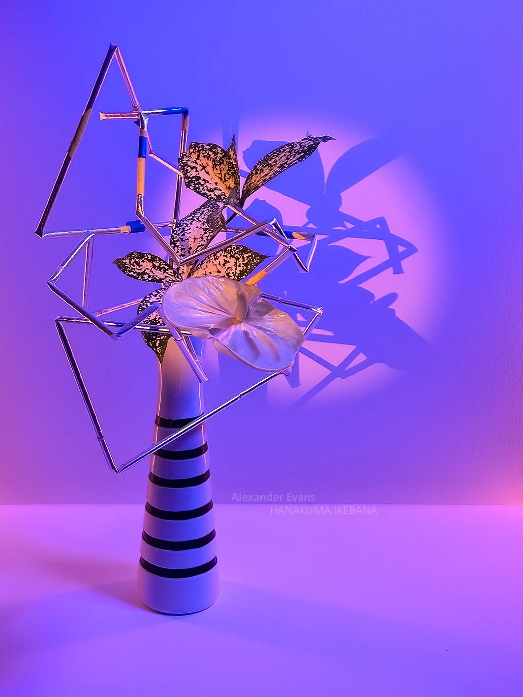 Anthurium and Aucuba with straw structure.jpg