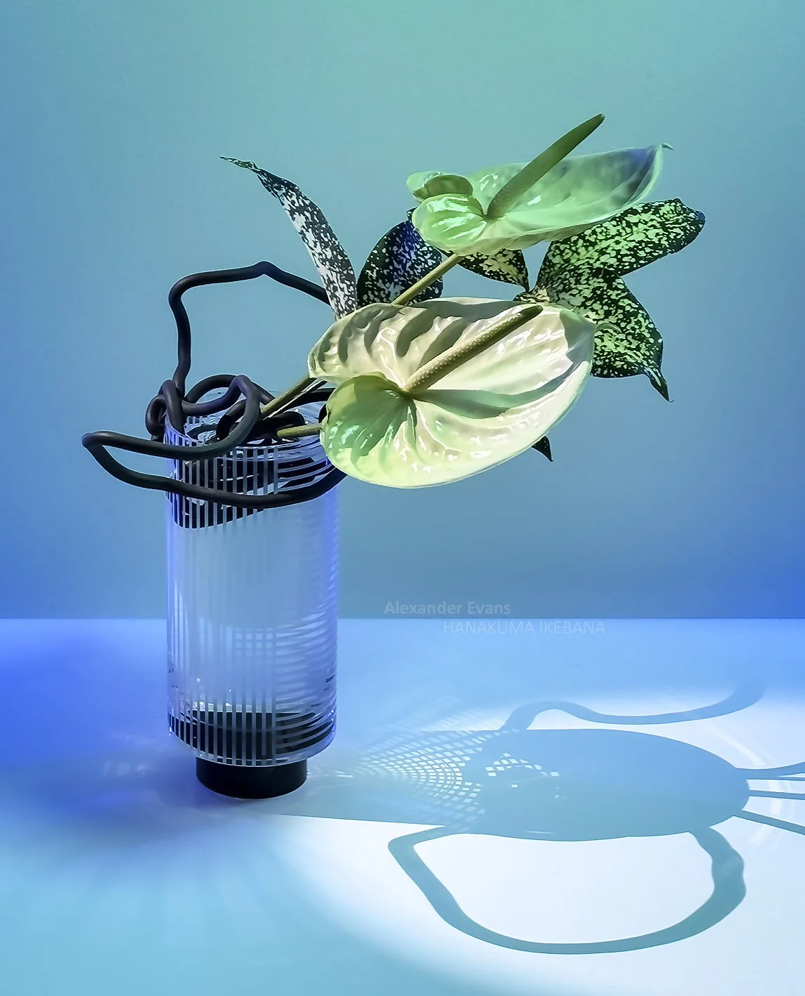 Anthurium with neoprene wire.jpg