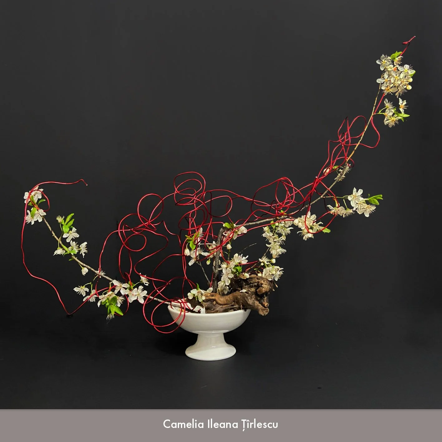 Camelia Tirlescu 2.jpg