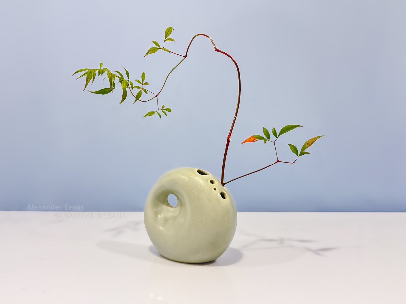 nandina only no flowers.jpg