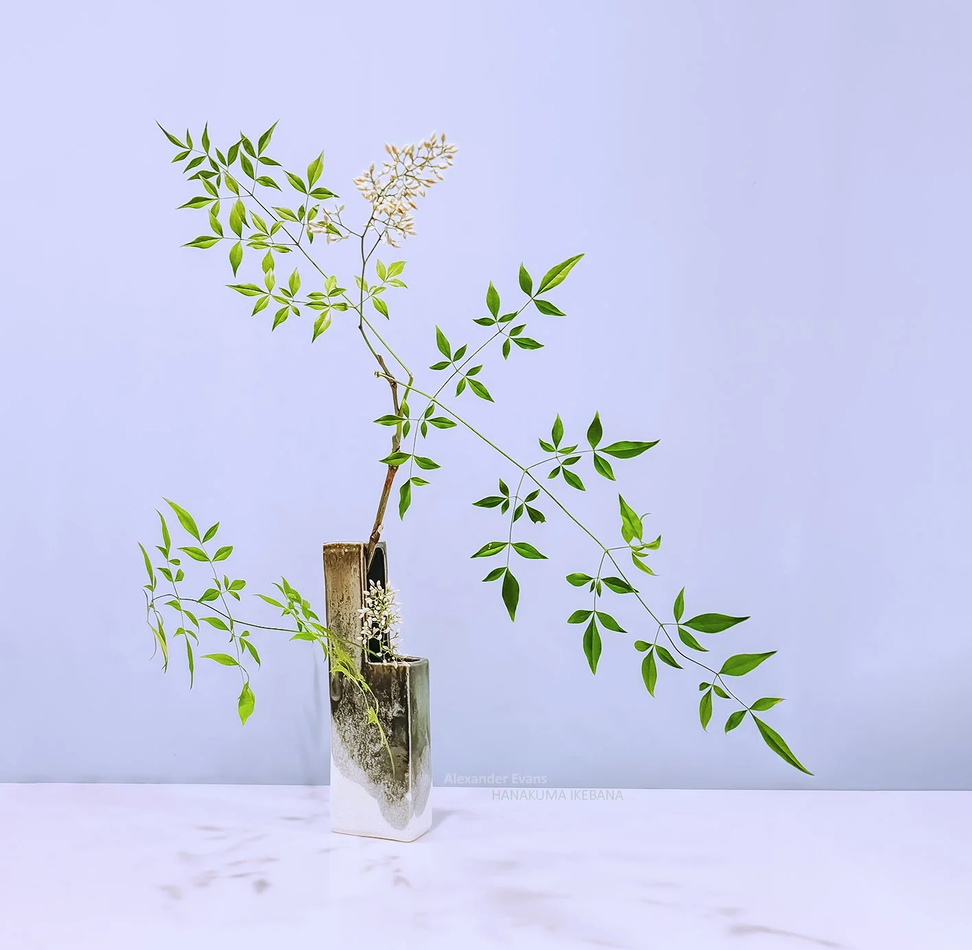 Nandina only.jpg