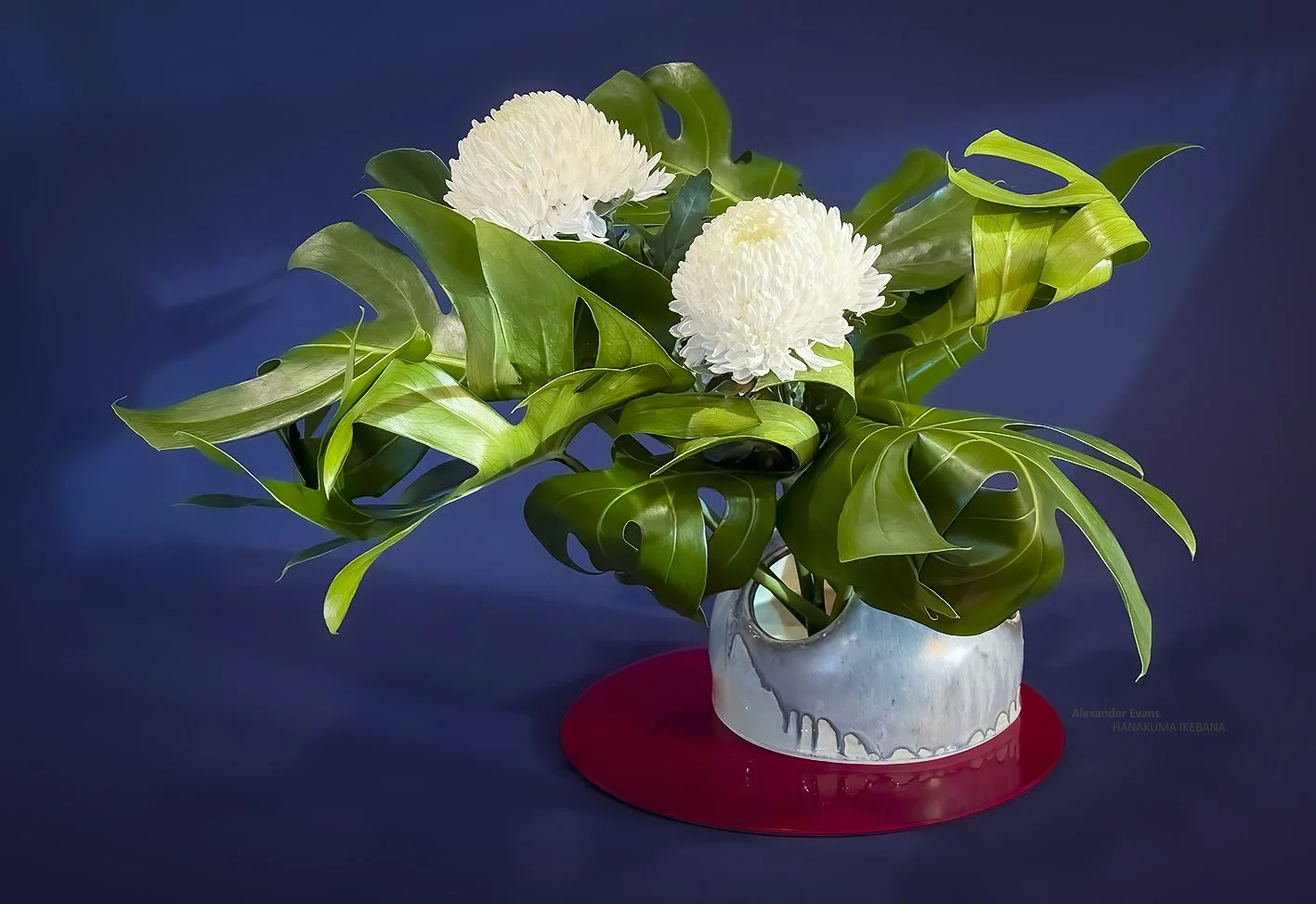 monstera and chrysanthemum.jpg