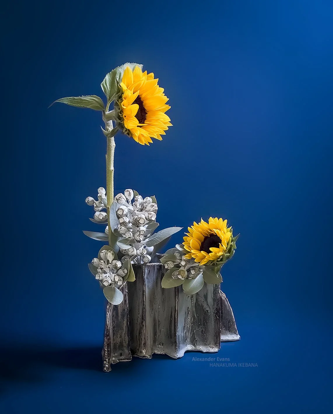 Sunflower and tetragona in self made container.jpg